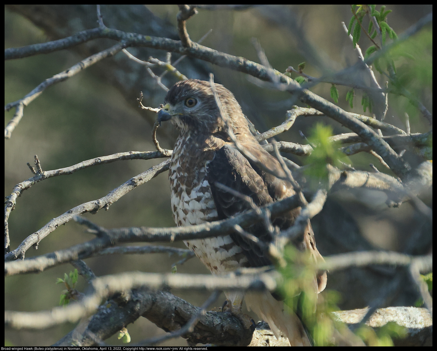 Broad-winged Hawk (Buteo platypterus) in Norman, Oklahoma, April 13, 2022