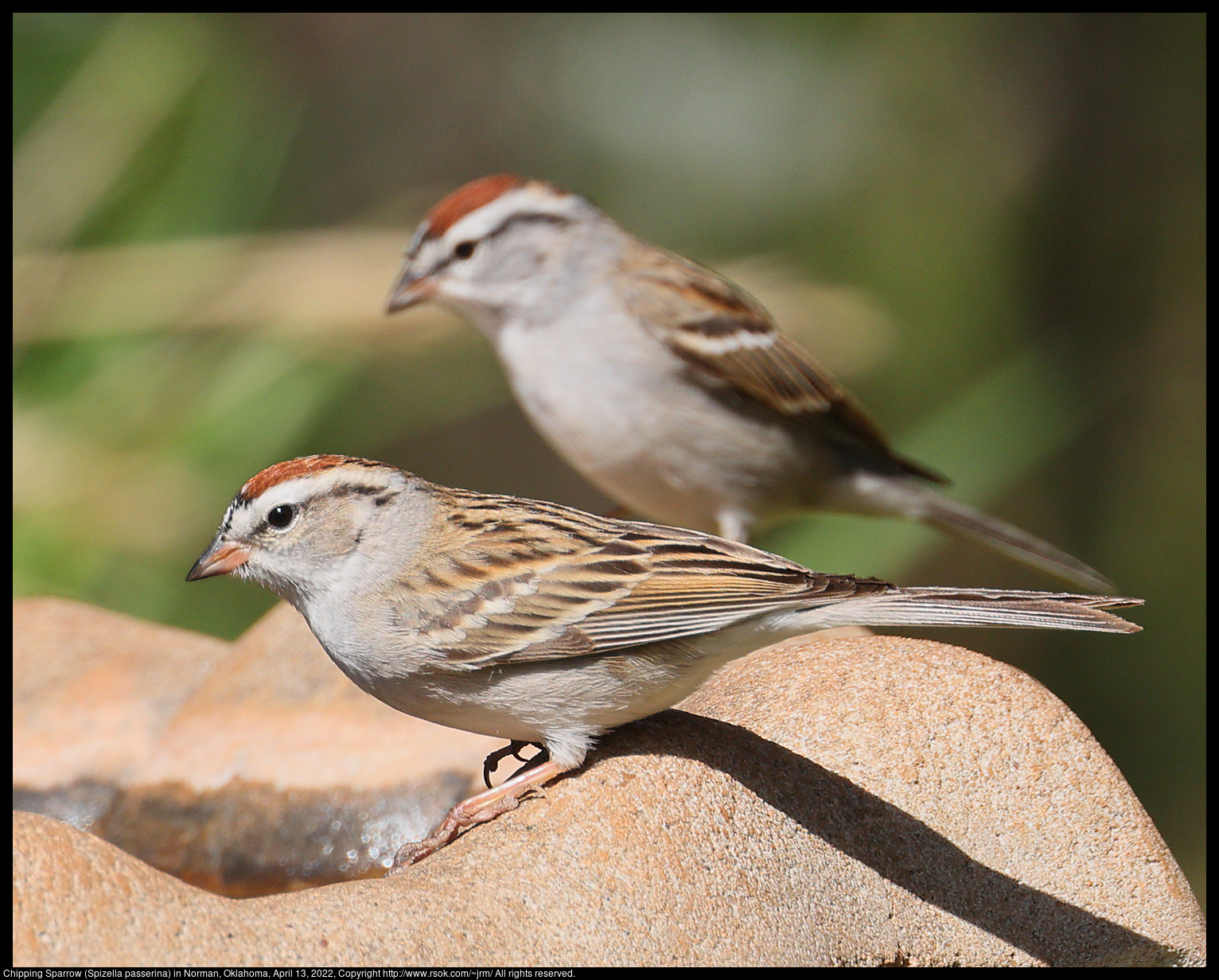 Chipping Sparrow (Spizella passerina) in Norman, Oklahoma, April 13, 2022