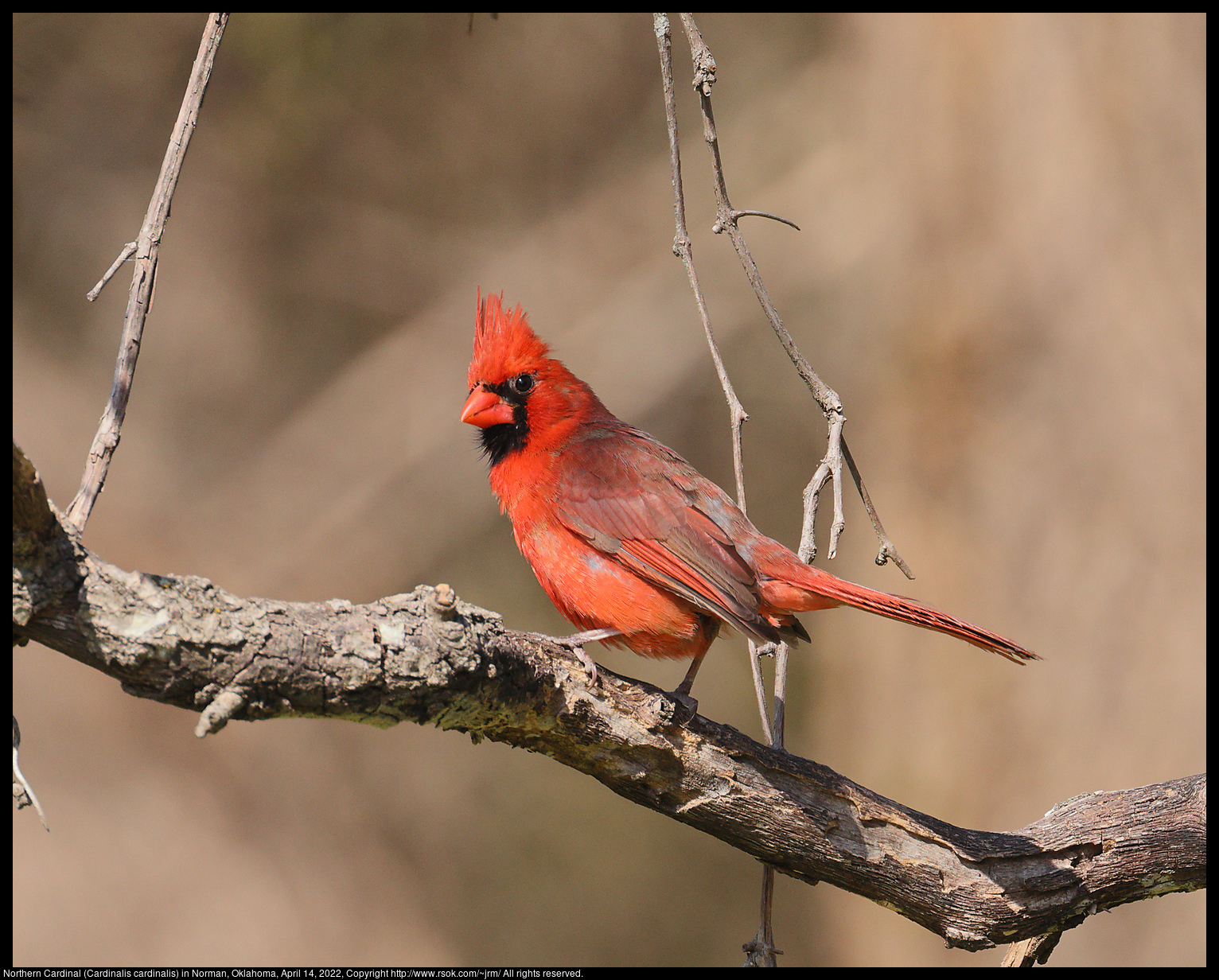 Northern Cardinal (Cardinalis cardinalis) in Norman, Oklahoma, April 14, 2022