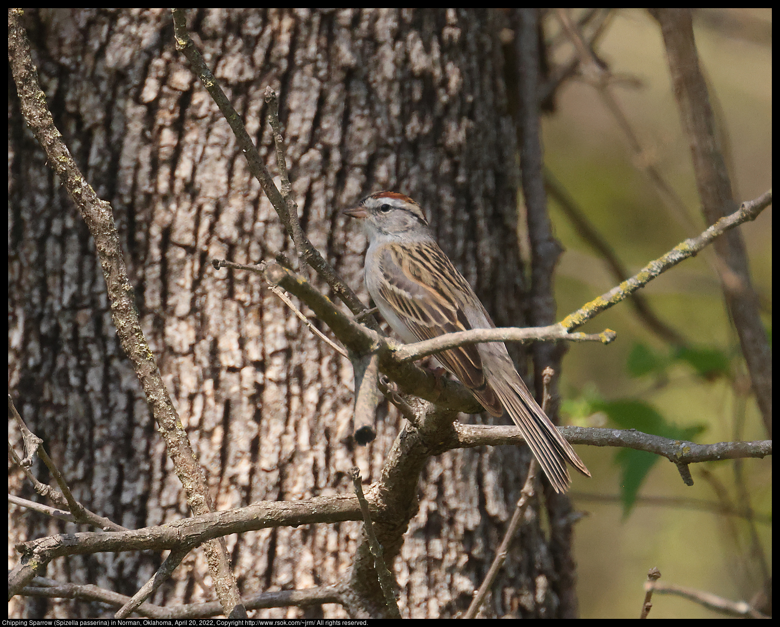 Chipping Sparrow (Spizella passerina) in Norman, Oklahoma, April 20, 2022