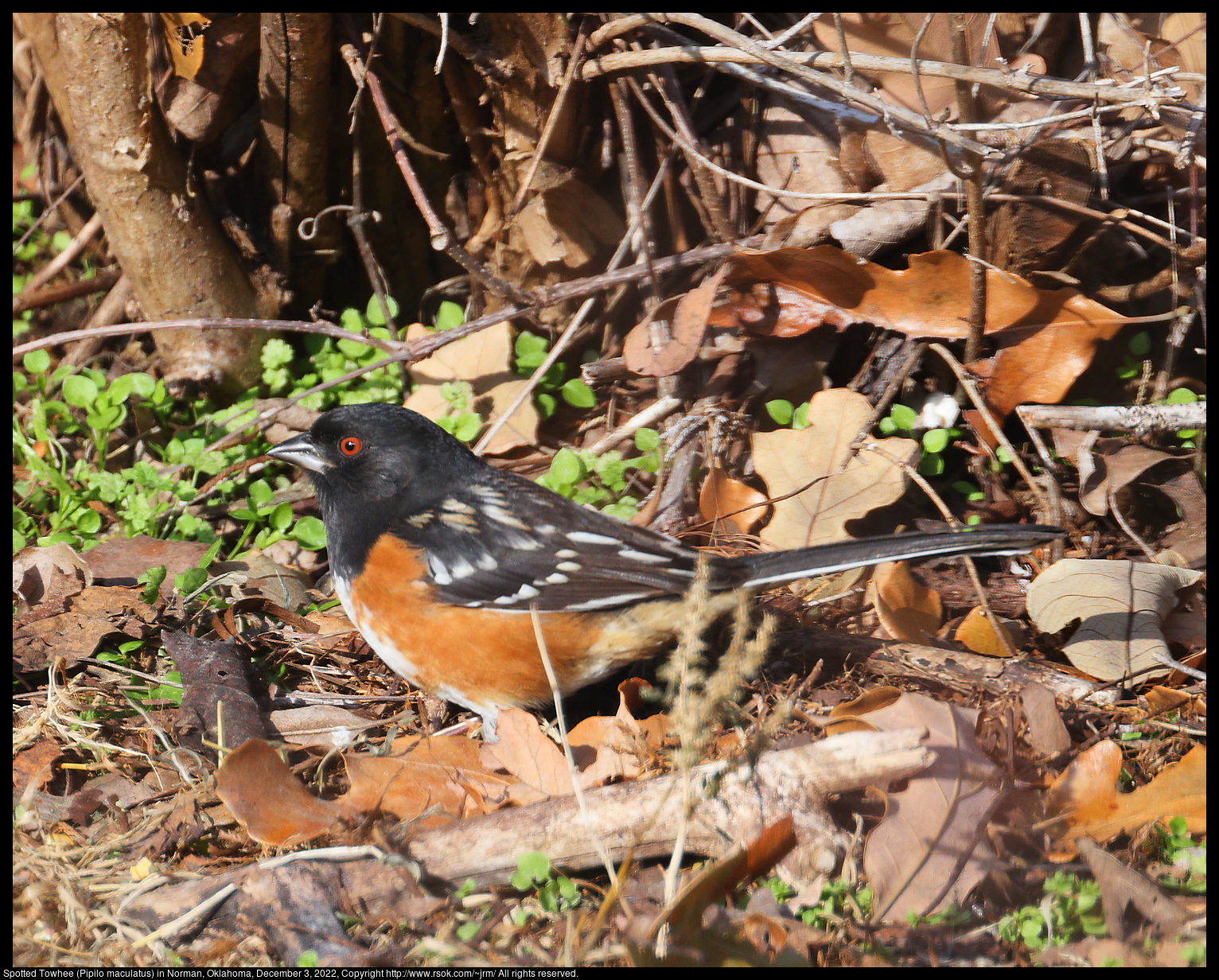 Spotted Towhee (Pipilo maculatus) in Norman, Oklahoma, December 3, 2022