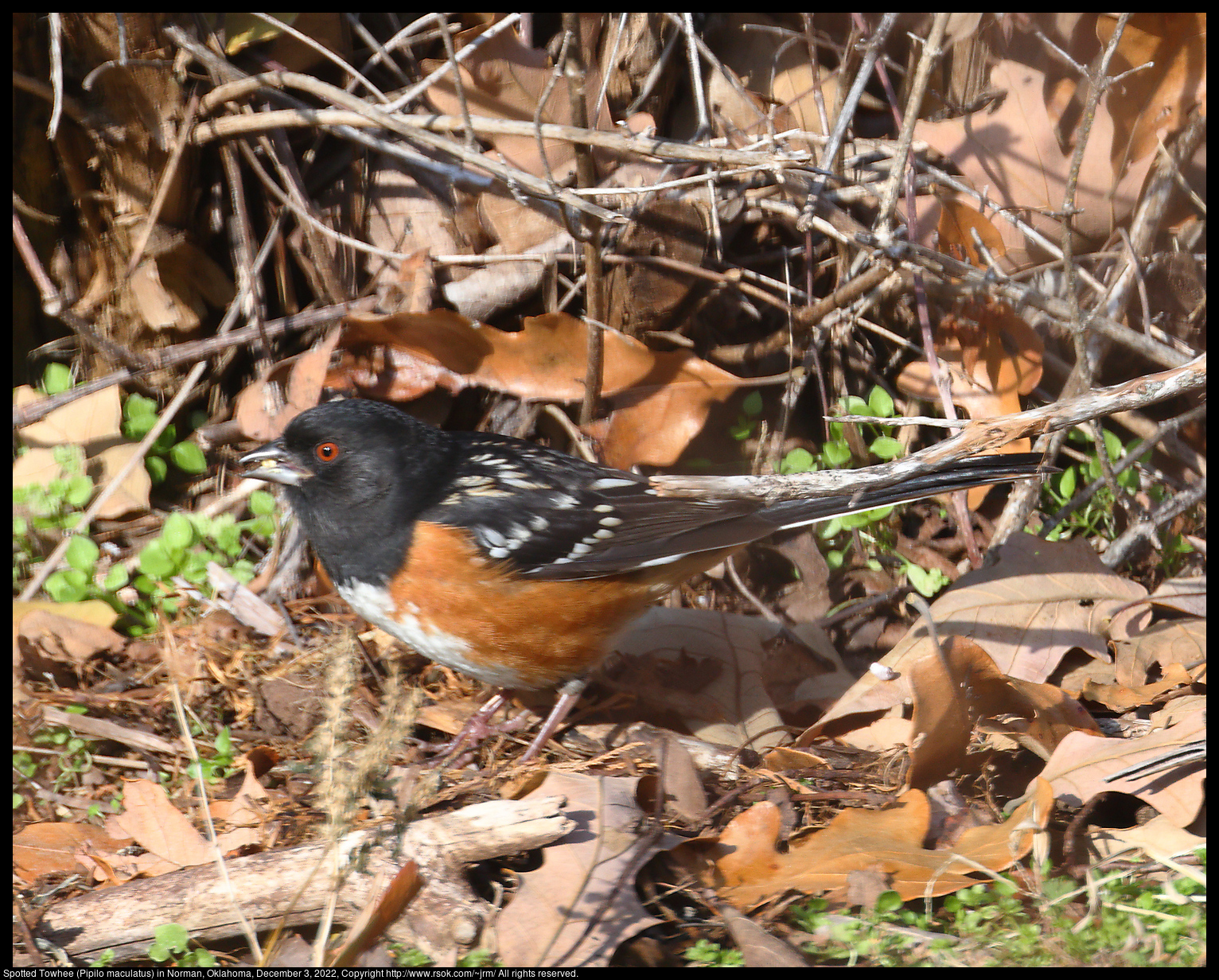 Spotted Towhee (Pipilo maculatus) in Norman, Oklahoma, December 3, 2022