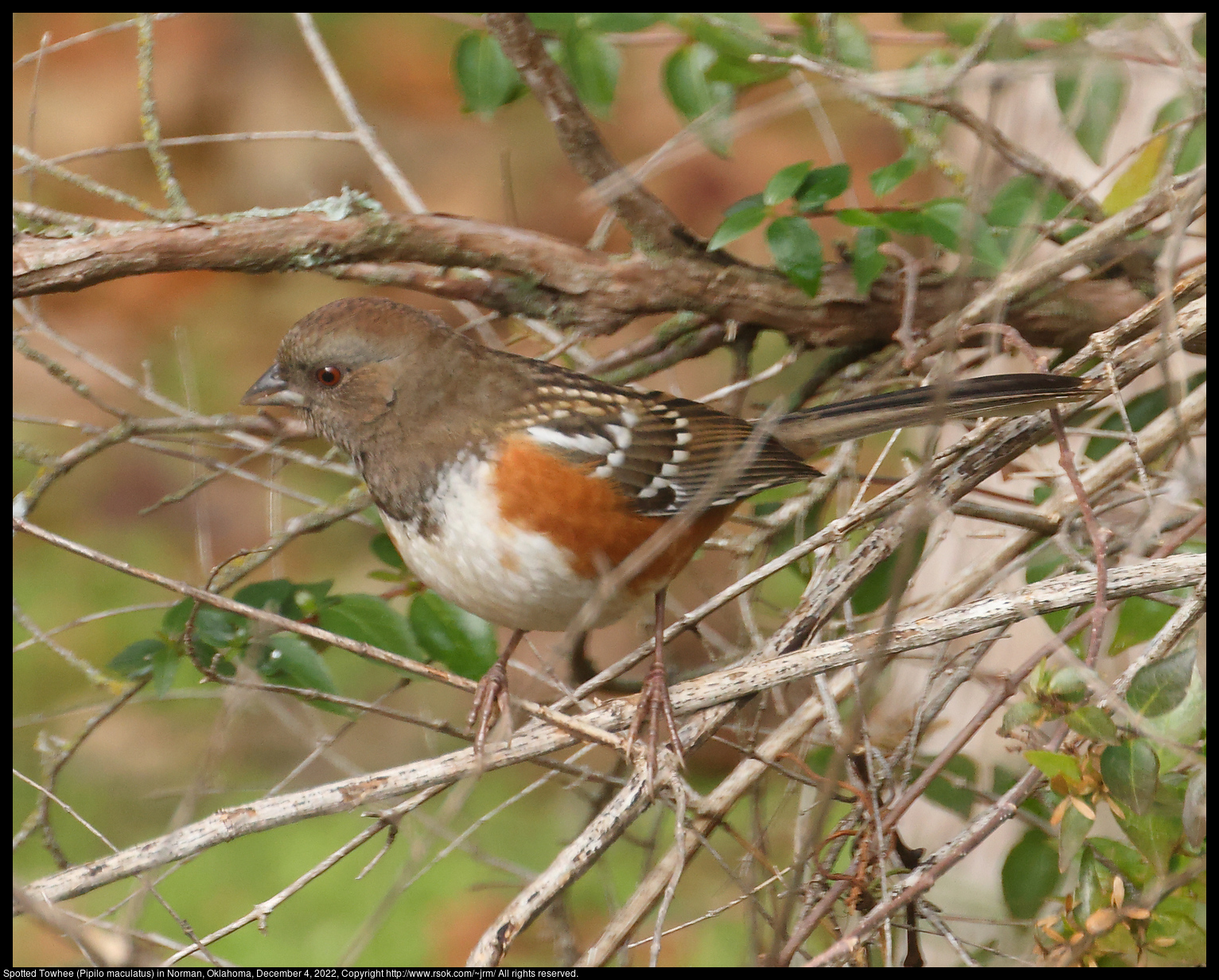 Spotted Towhee (Pipilo maculatus) in Norman, Oklahoma, December 4, 2022