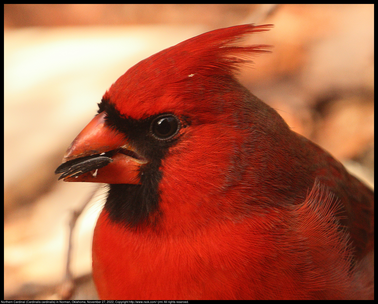 Northern Cardinal (Cardinalis cardinalis) in Norman, Oklahoma, November 27, 2022