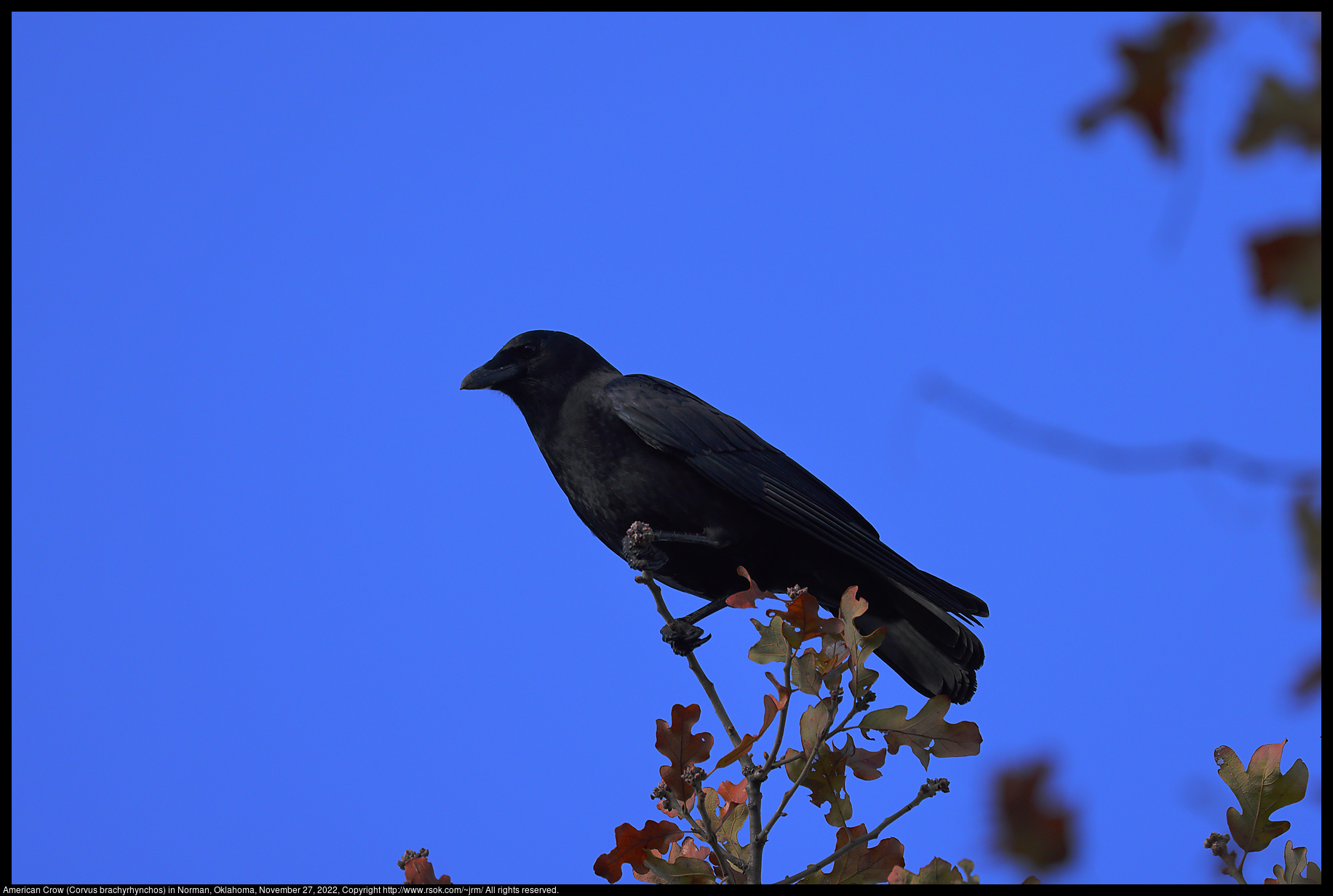 American Crow (Corvus brachyrhynchos) in Norman, Oklahoma, November 27, 2022