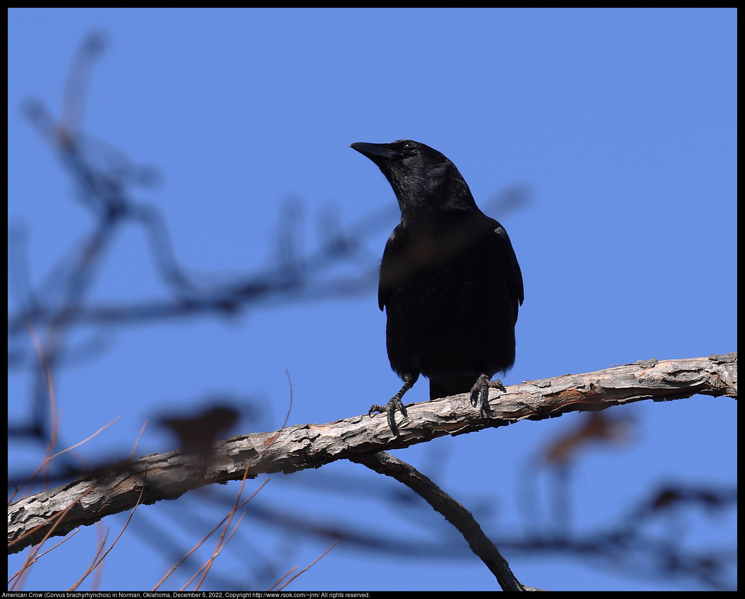 American Crow (Corvus brachyrhynchos) in Norman, Oklahoma, December 5, 2022