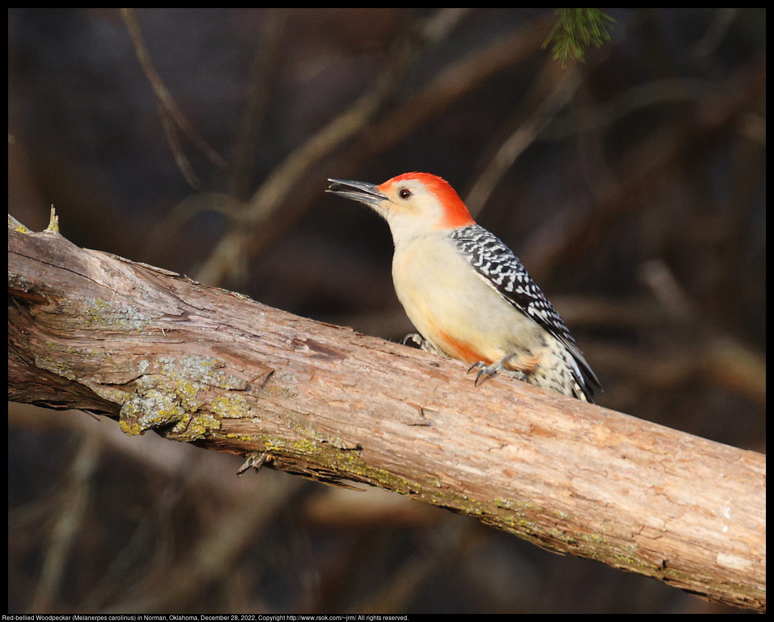 Red-bellied Woodpecker (Melanerpes carolinus) in Norman, Oklahoma, December 28, 2022