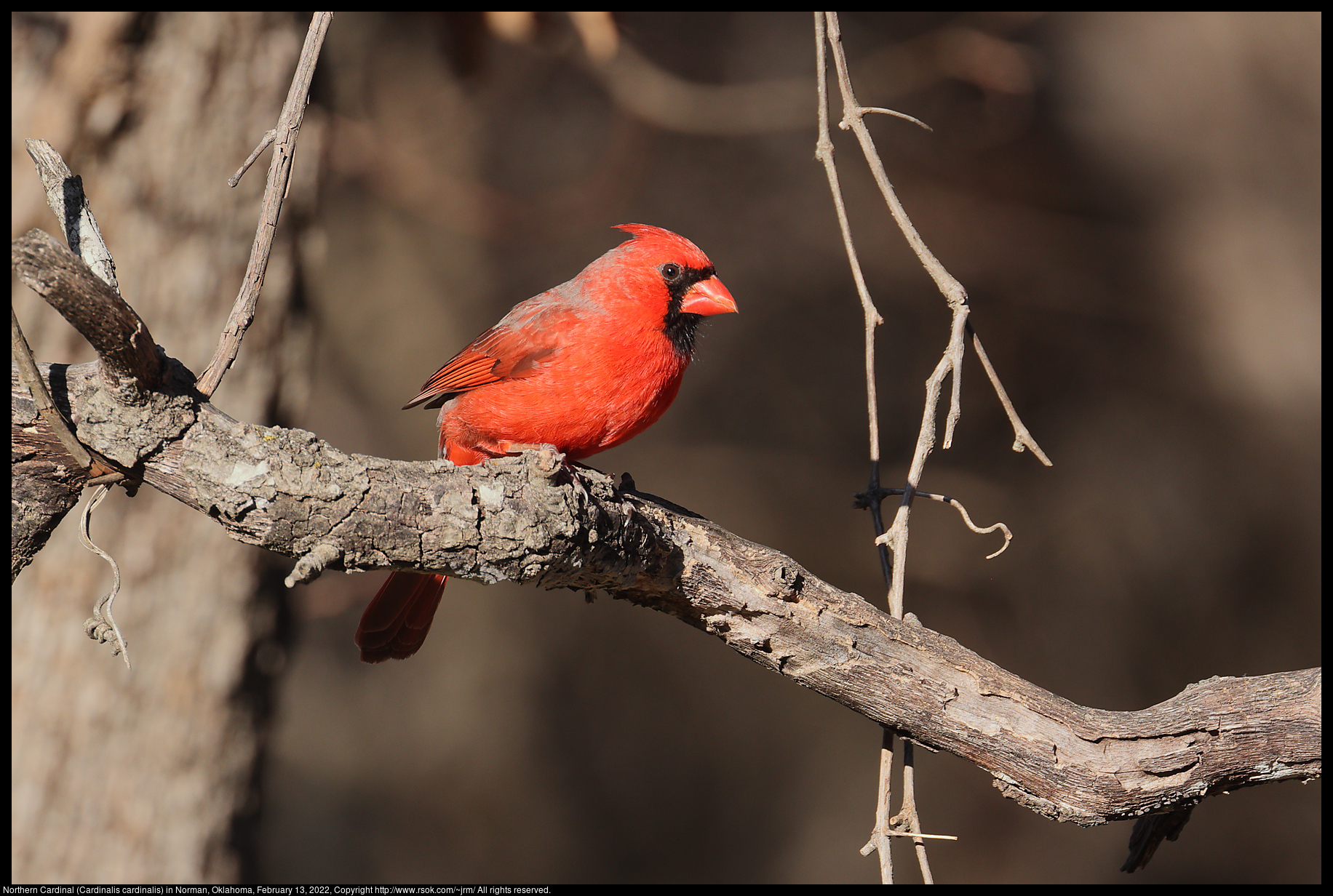 Northern Cardinal (Cardinalis cardinalis) in Norman, Oklahoma, February 13, 2022