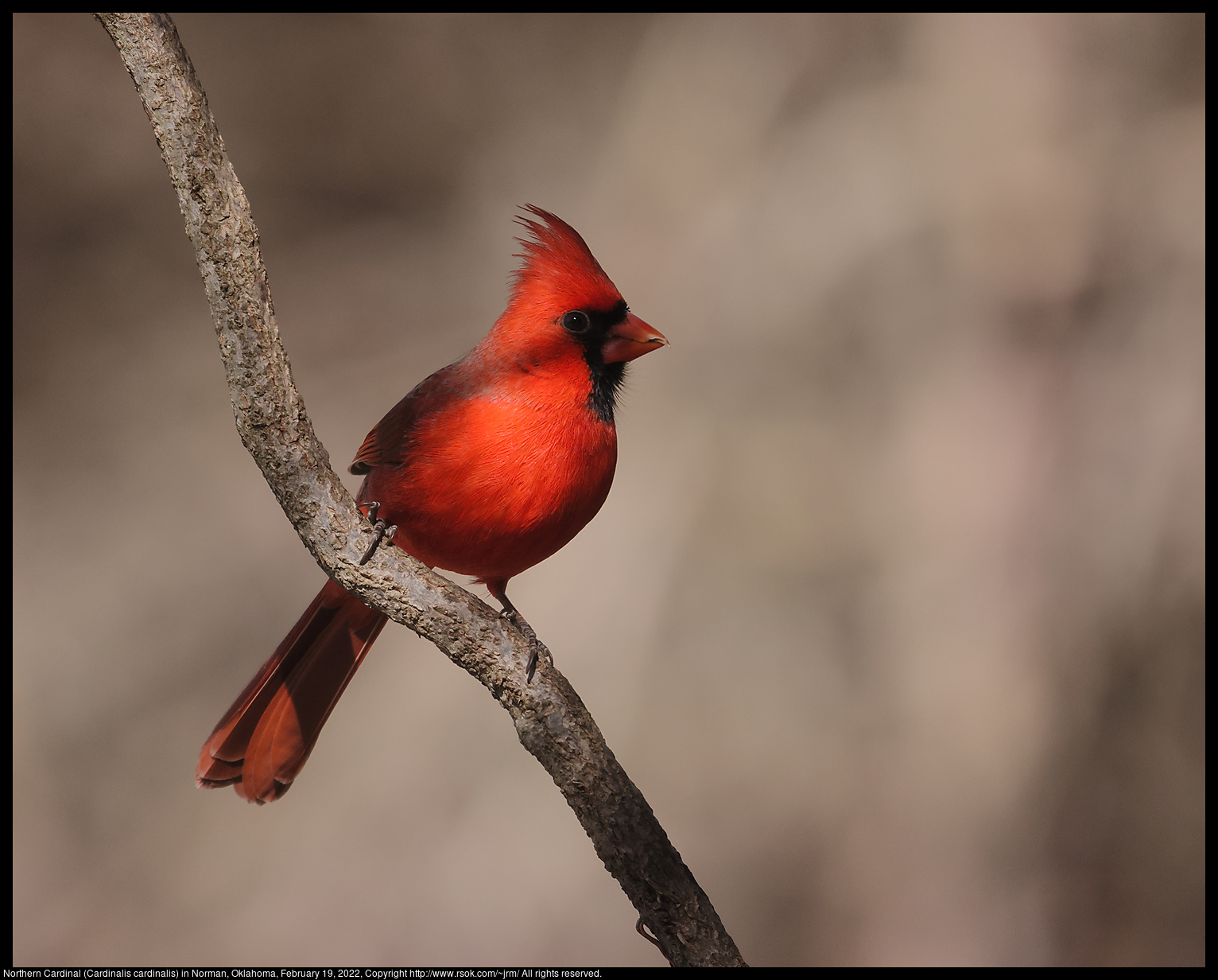Northern Cardinal (Cardinalis cardinalis) in Norman, Oklahoma, February 19, 2022