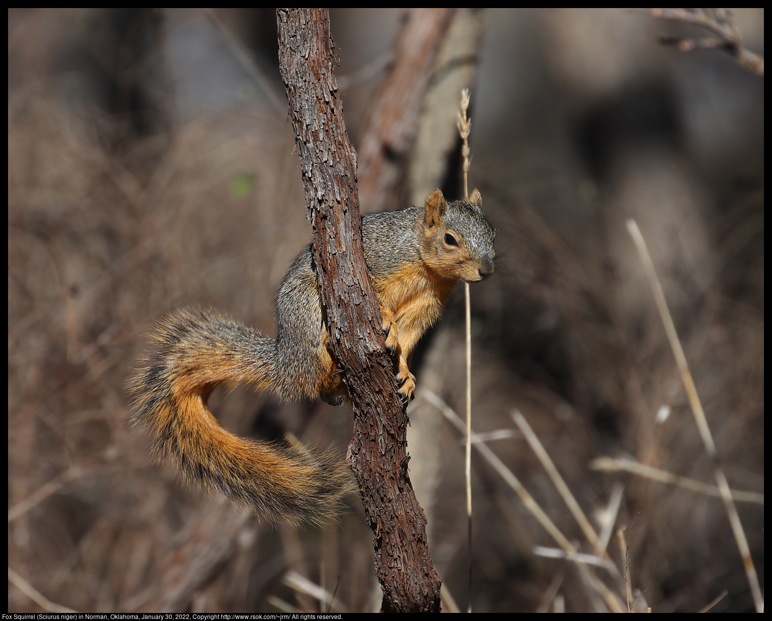 Fox Squirrel (Sciurus niger) in Norman, Oklahoma, January 30, 2022