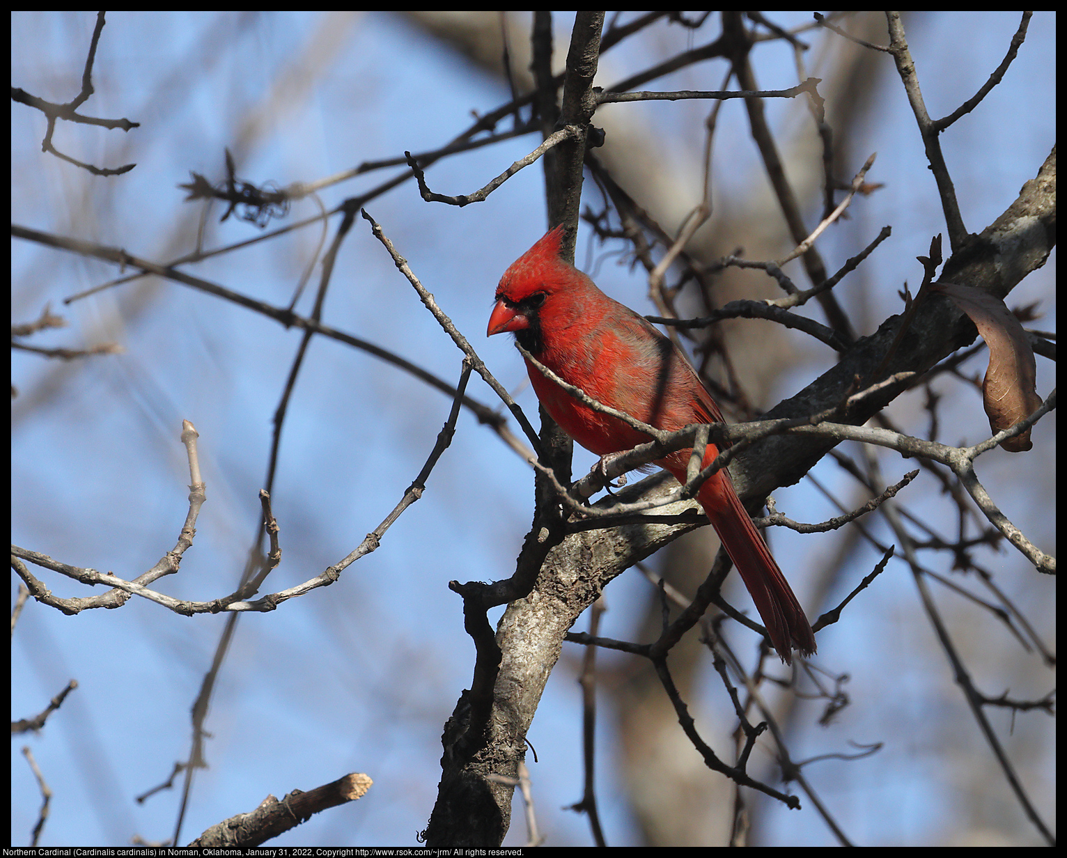 Northern Cardinal (Cardinalis cardinalis) in Norman, Oklahoma, January 31, 2022