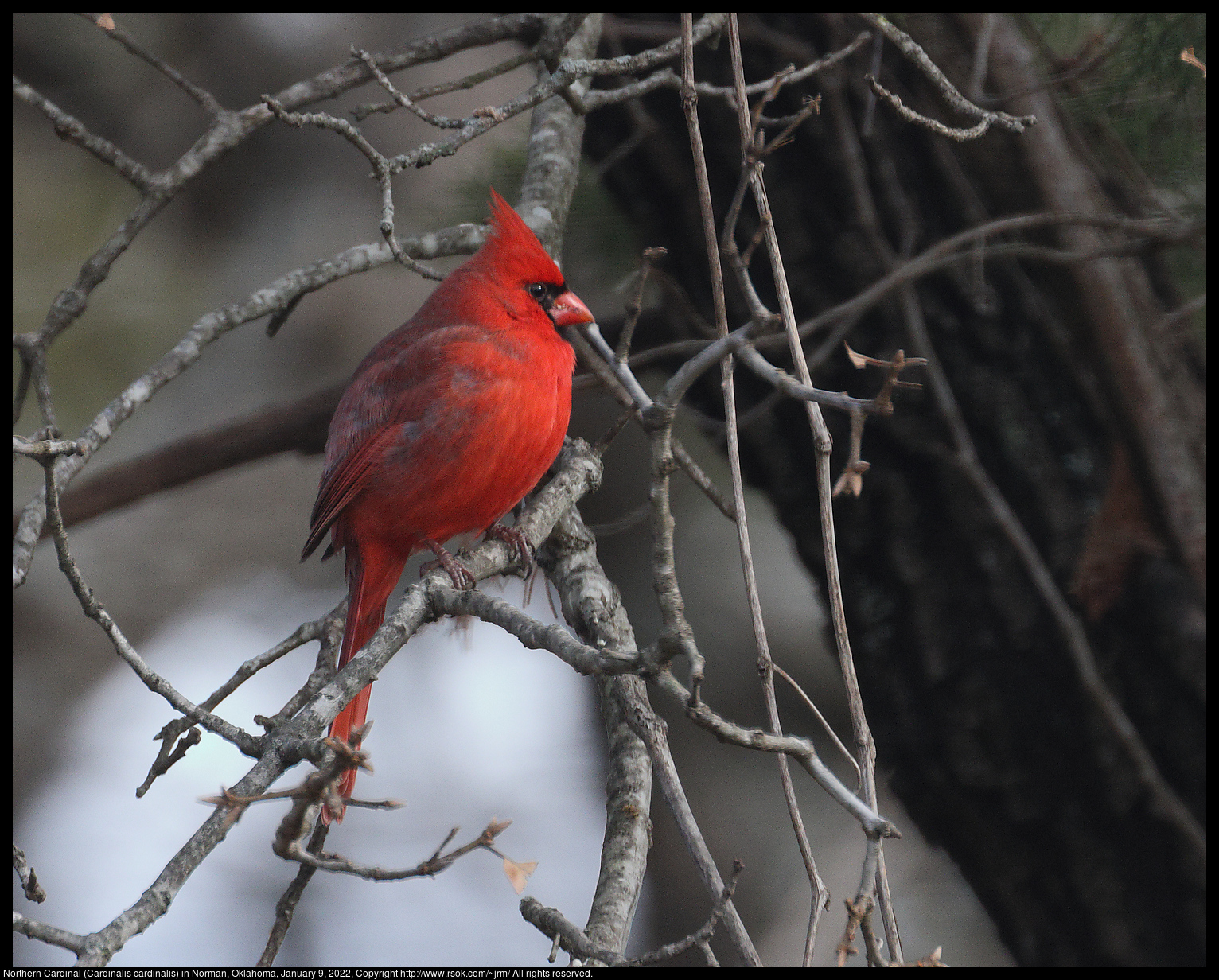 Northern Cardinal (Cardinalis cardinalis) in Norman, Oklahoma, January 9, 2022