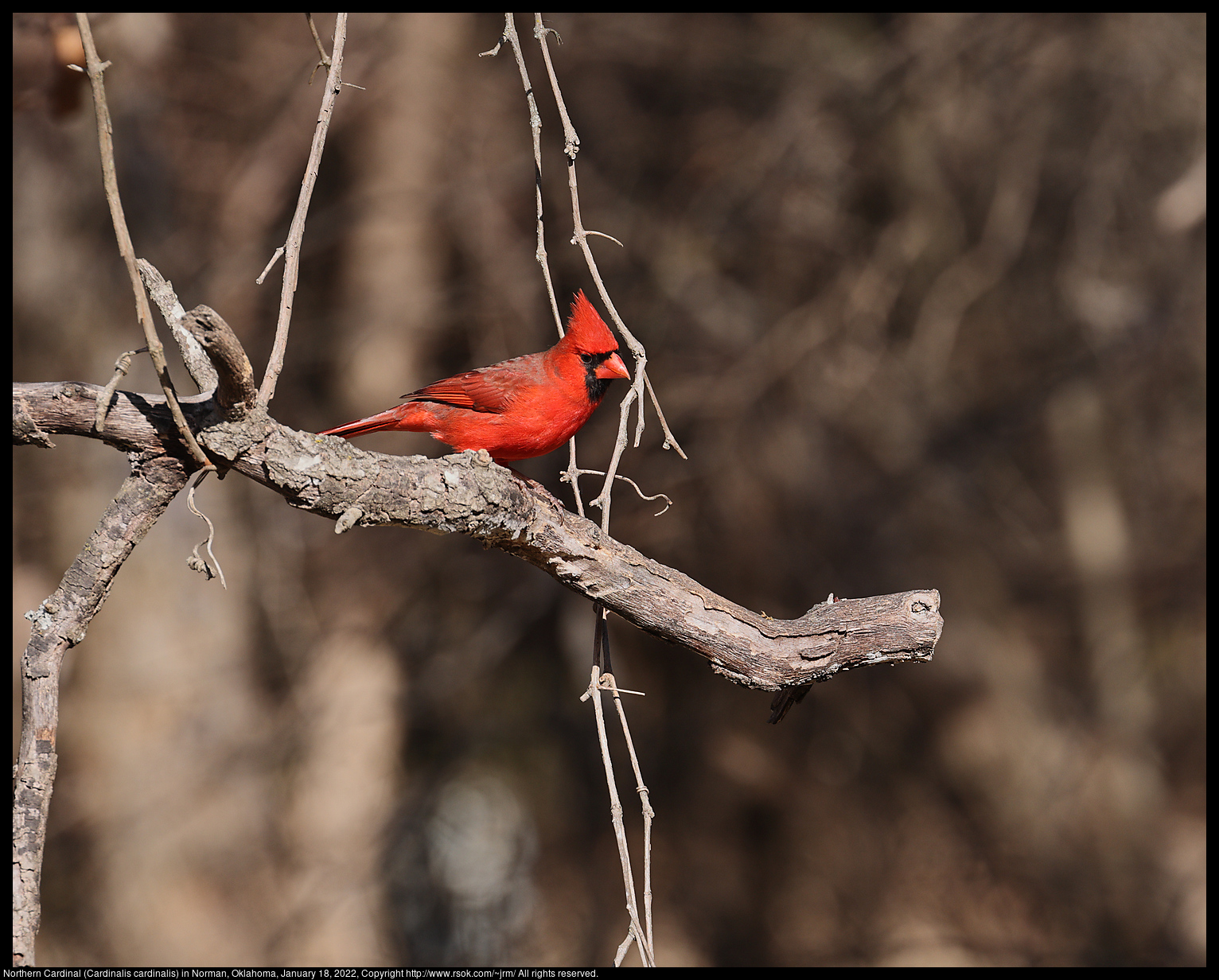 Northern Cardinal (Cardinalis cardinalis) in Norman, Oklahoma, January 18, 2022