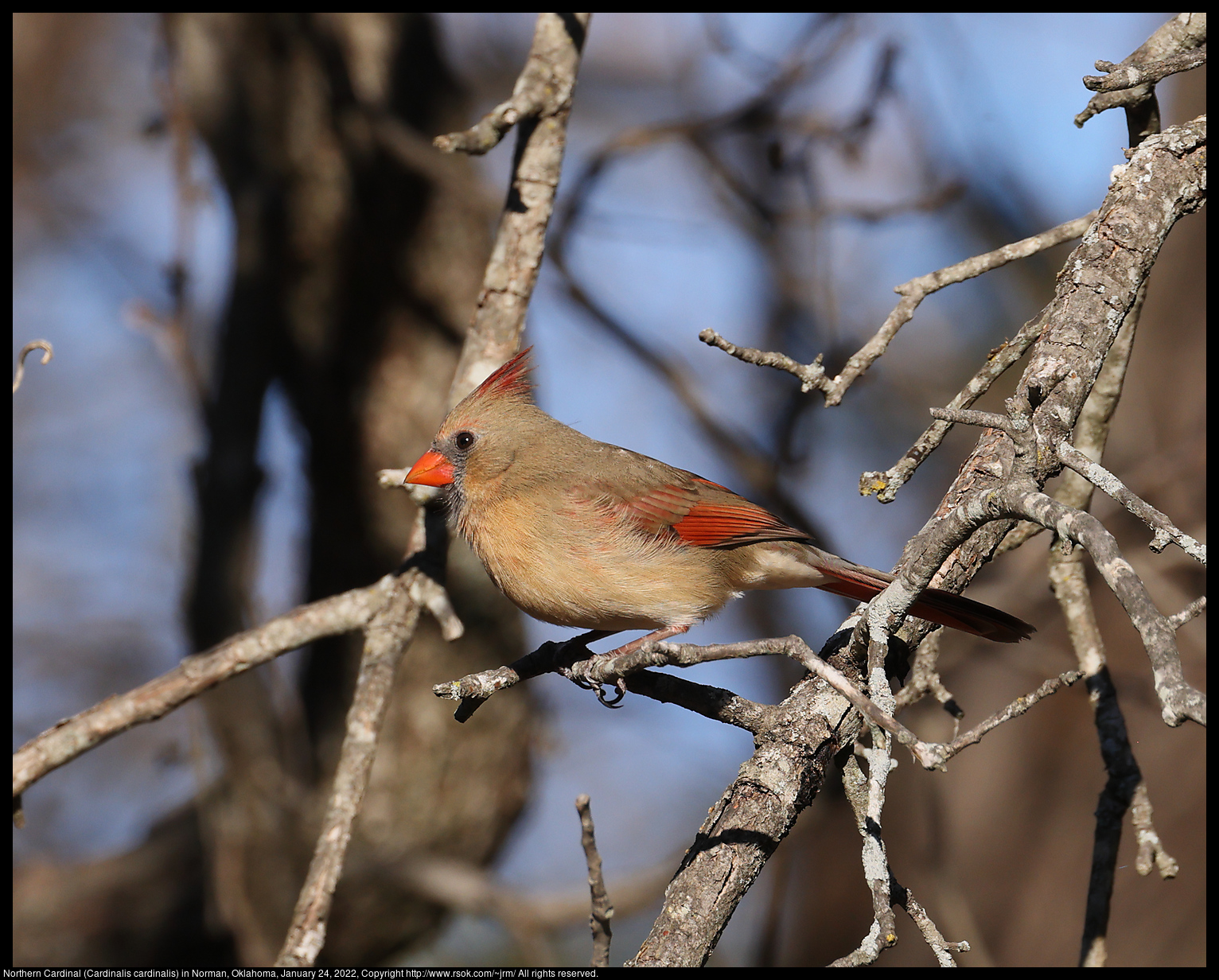 Northern Cardinal (Cardinalis cardinalis) in Norman, Oklahoma, January 24, 2022