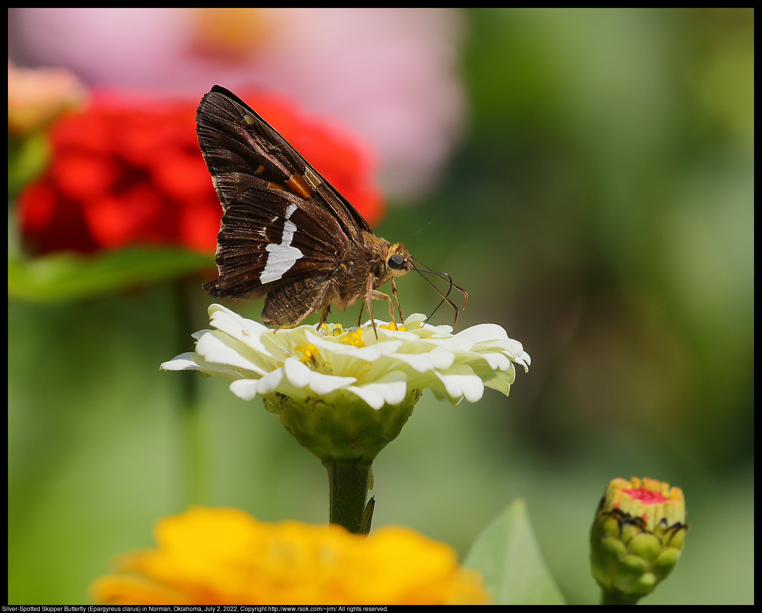 Silver-Spotted Skipper Butterfly (Epargyreus clarus) in Norman, Oklahoma, July 2, 2022