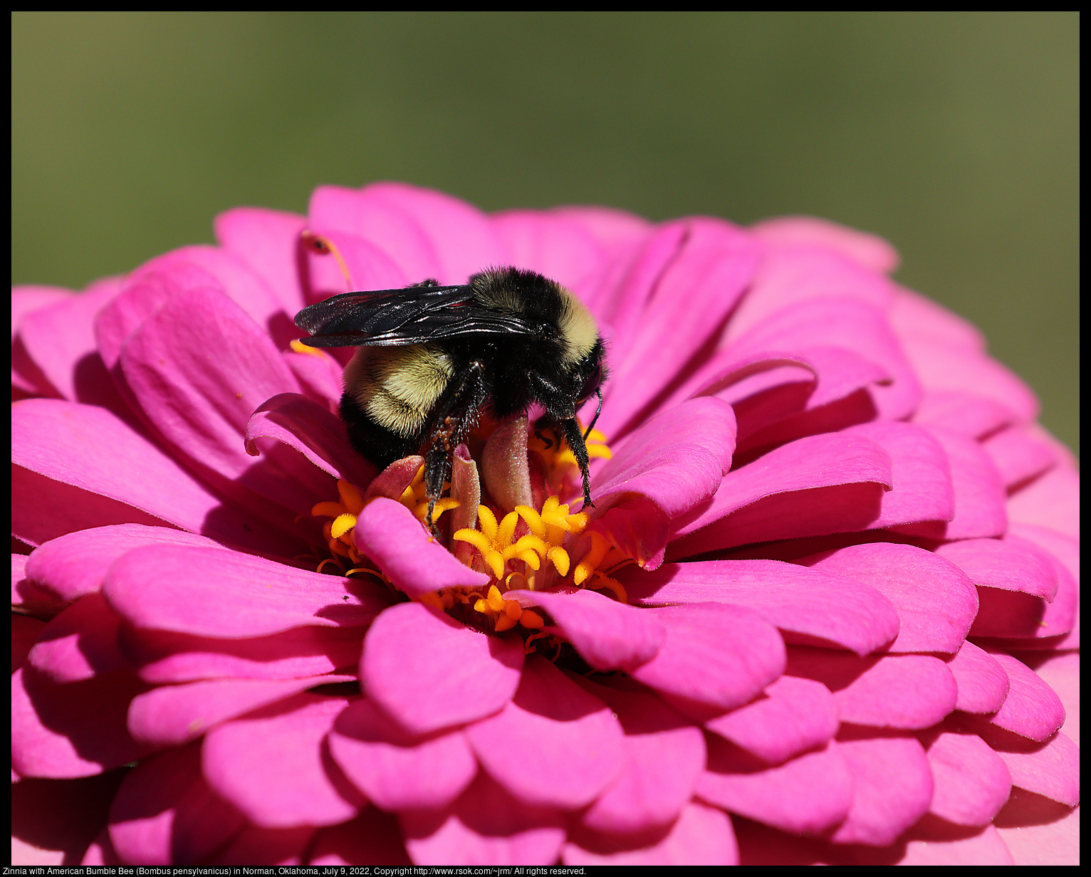 Zinnia with American Bumble Bee (Bombus pensylvanicus) in Norman, Oklahoma, July 9, 2022