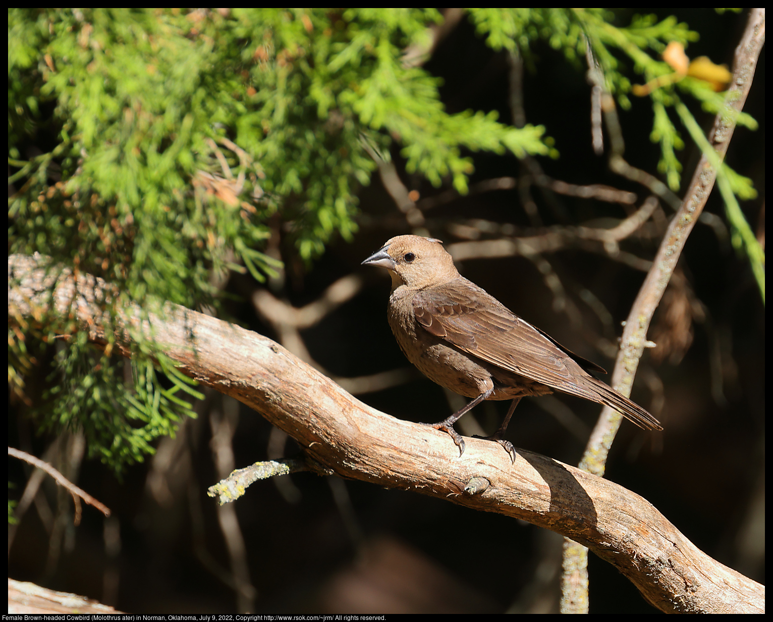 Female Brown-headed Cowbird (Molothrus ater) in Norman, Oklahoma, July 9, 2022