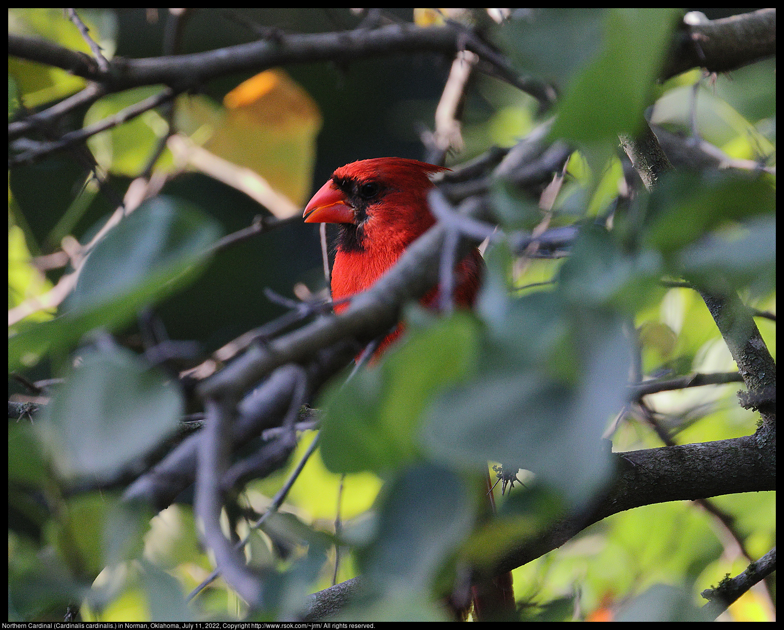Northern Cardinal (Cardinalis cardinalis.) in Norman, Oklahoma, July 11, 2022