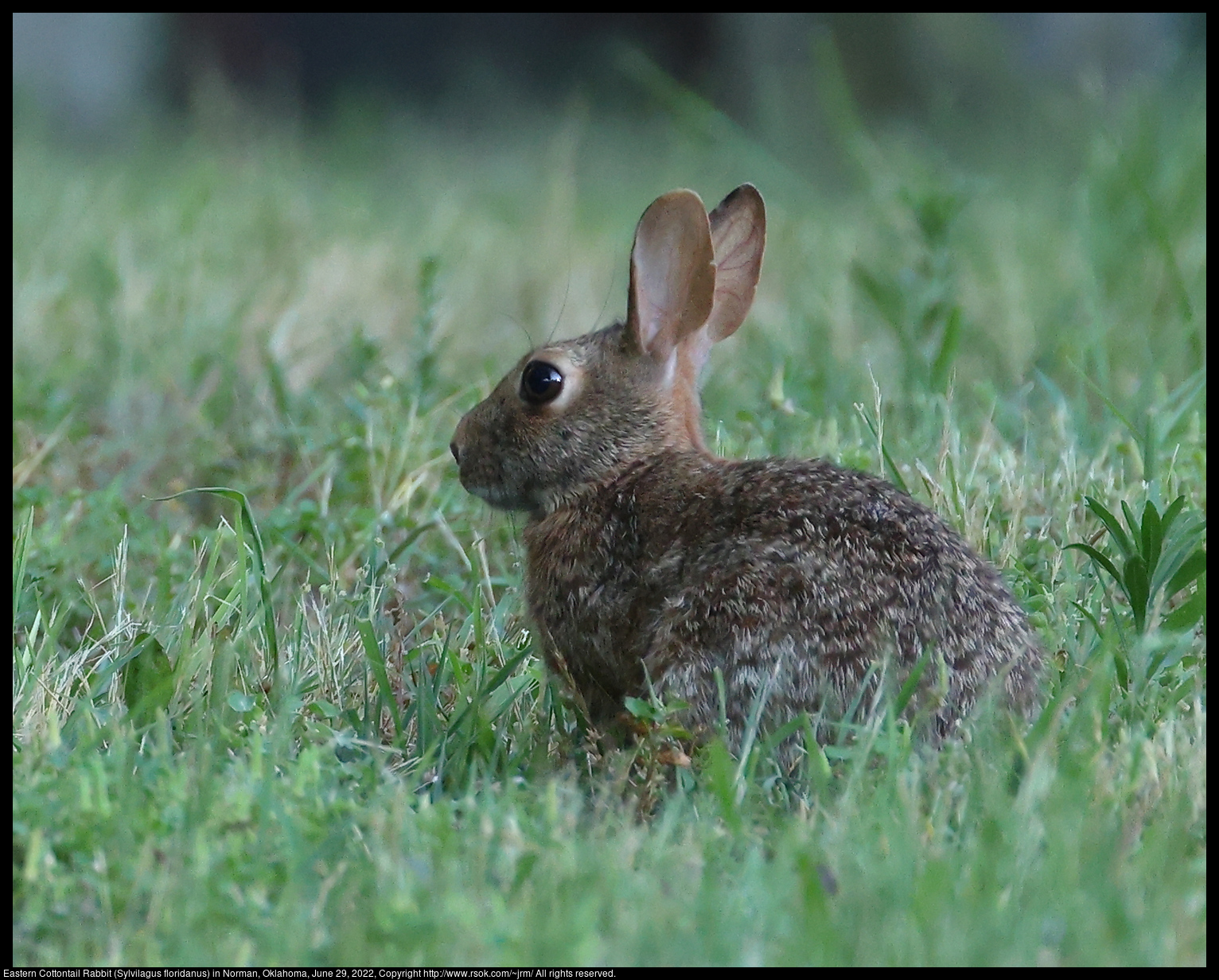 Eastern Cottontail Rabbit (Sylvilagus floridanus) in Norman, Oklahoma, June 29, 2022