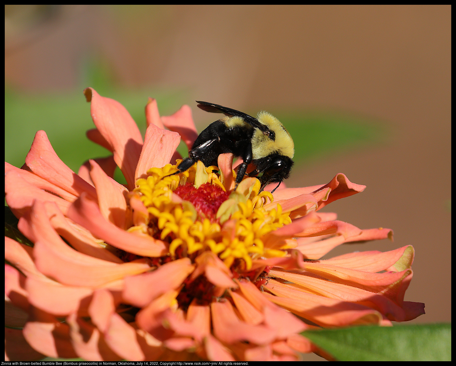 Zinnia with Brown-belted Bumble Bee (Bombus griseocollis) in Norman, Oklahoma, July 14, 2022