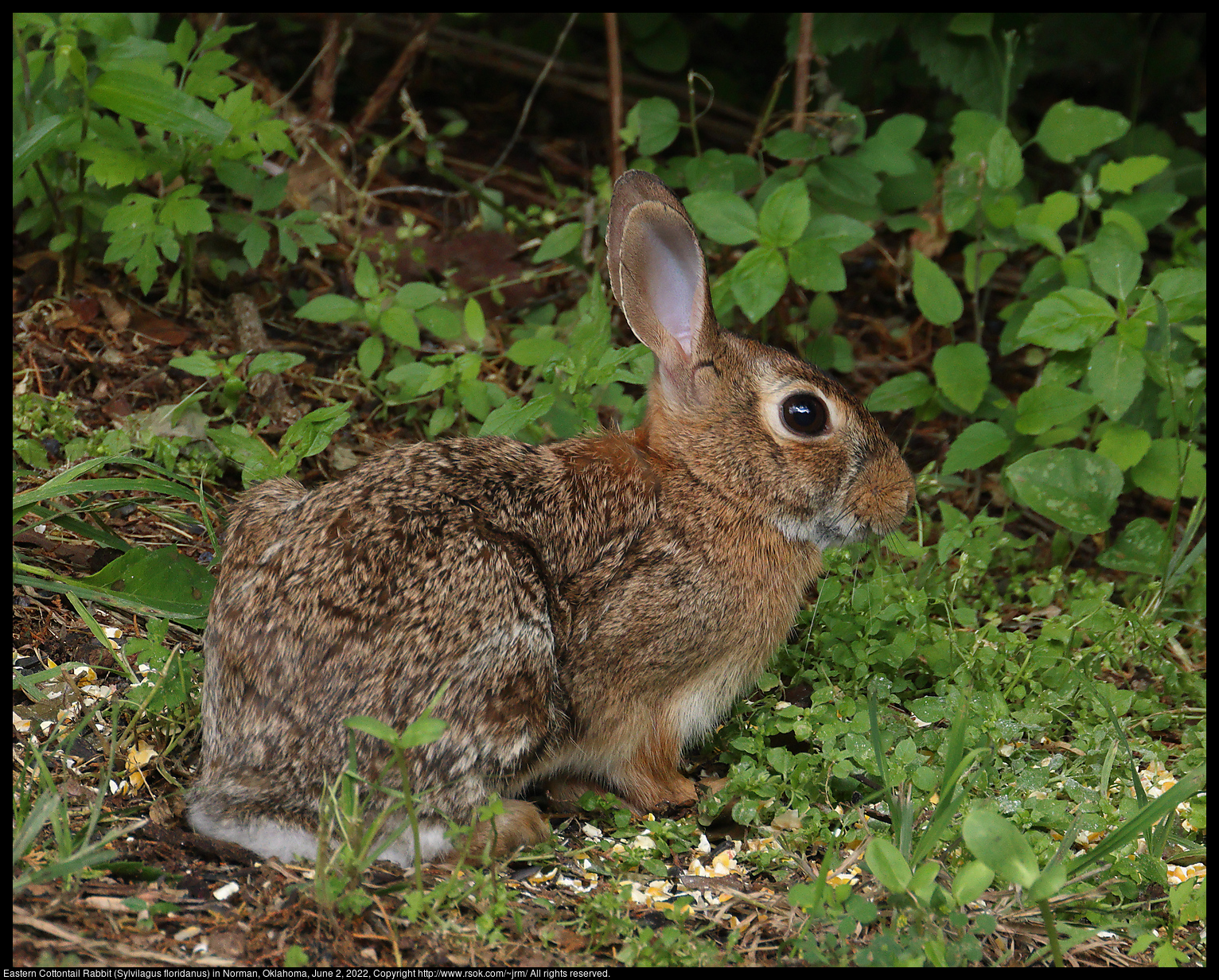 Eastern Cottontail Rabbit (Sylvilagus floridanus) in Norman, Oklahoma, June 2, 2022