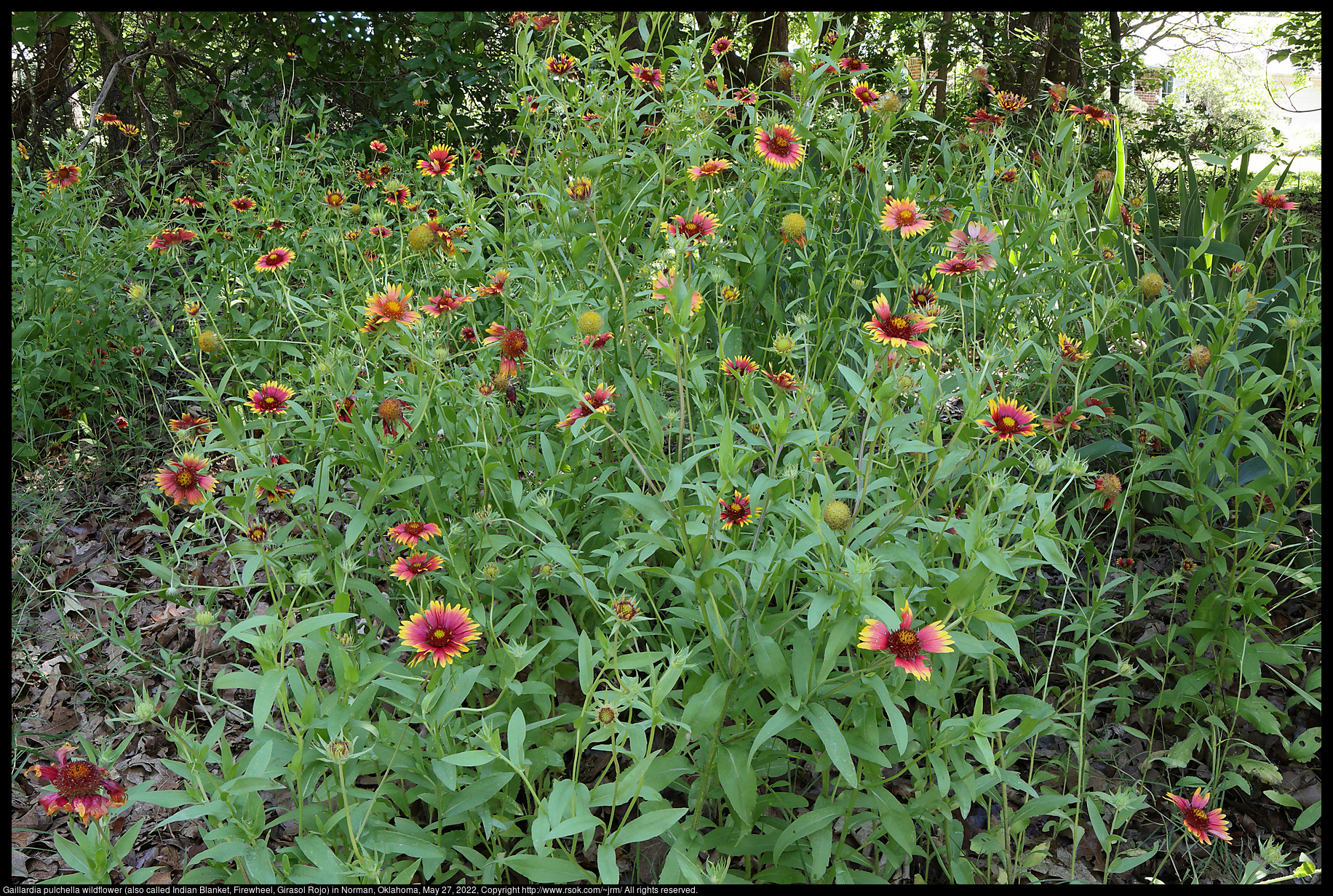 2022may27_gaillardia_IMG_9078-Gaillardia pulchella wildflower (also called Indian Blanket, Firewheel, Girasol Rojo) in Norman, Oklahoma, May 27, 2022