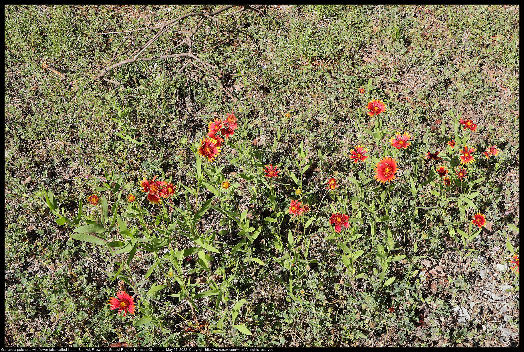 Gaillardia pulchella wildflower (also called Indian Blanket, Firewheel, Girasol Rojo) in Norman, Oklahoma, May 27, 2022