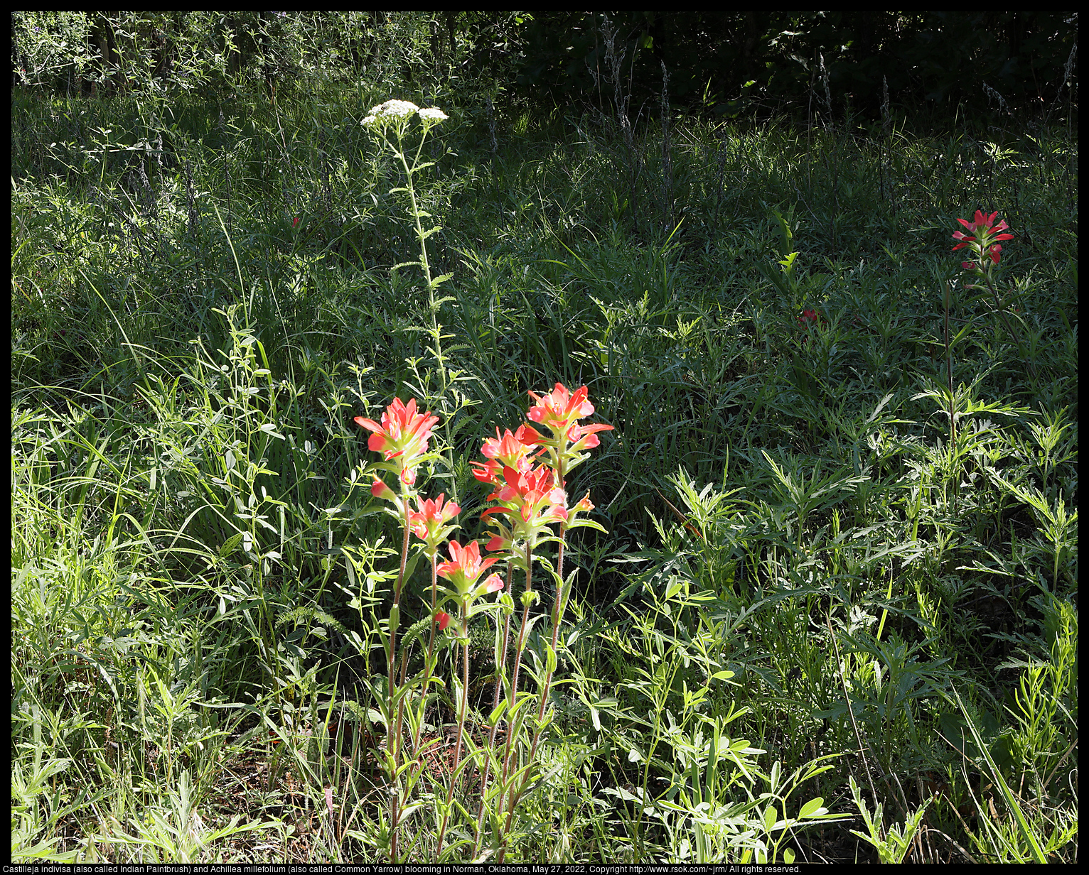 Castilleja indivisa (also called Indian Paintbrush) and Achillea millefolium (also called Common Yarrow) blooming in Norman, Oklahoma, May 27, 2022