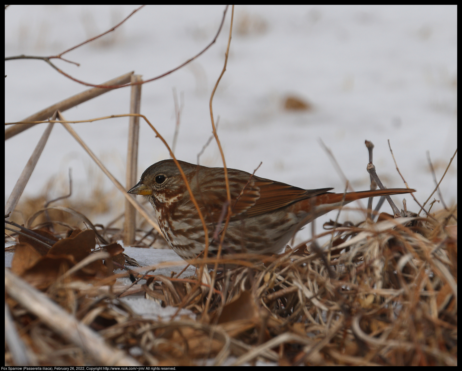 Fox Sparrow (Passerella iliaca), February 26, 2022