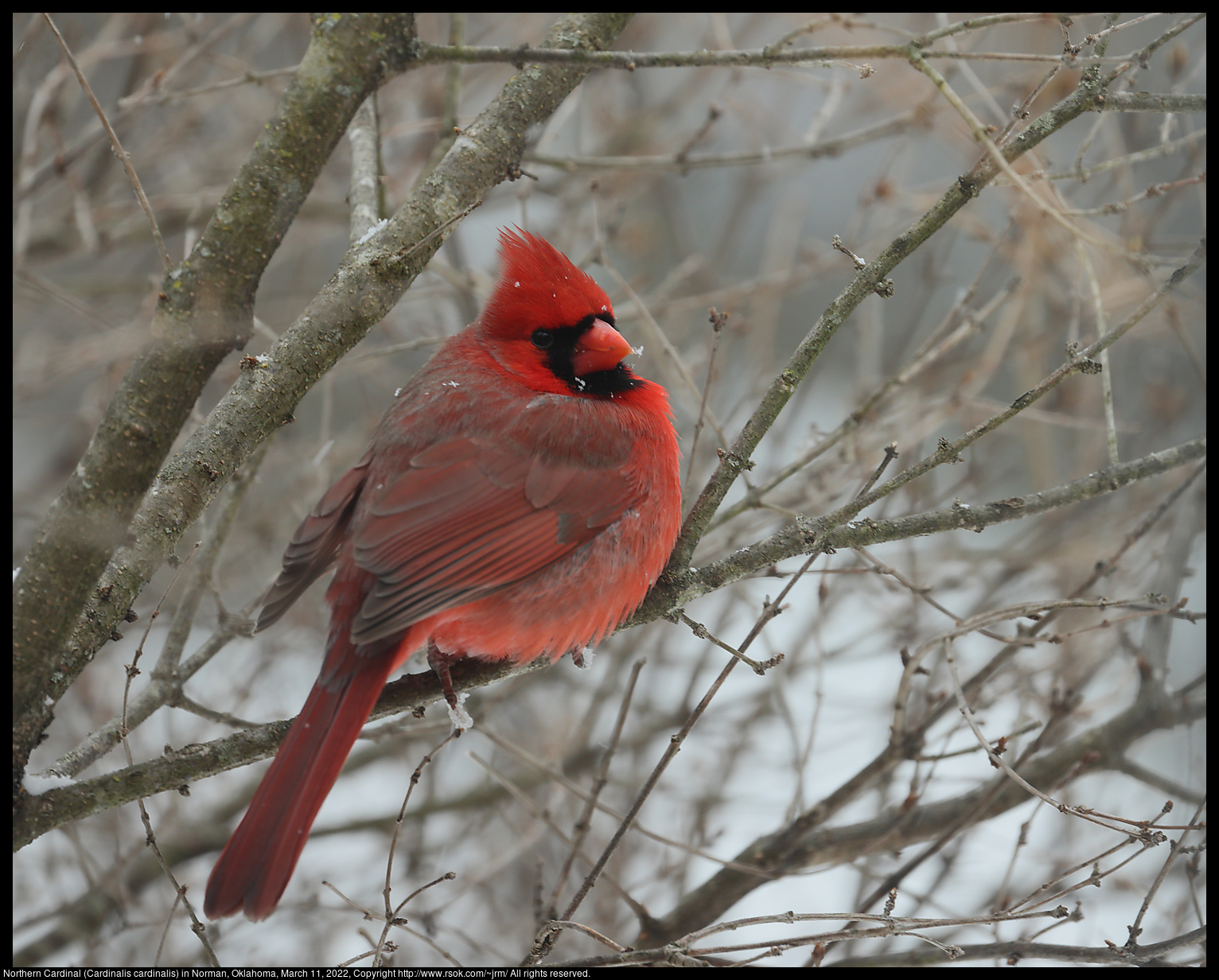 Northern Cardinal (Cardinalis cardinalis) in Norman, Oklahoma, March 11, 2022