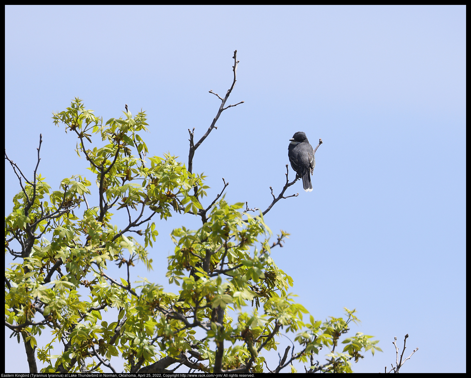 Eastern Kingbird (Tyrannus tyrannus) at Lake Thunderbird in Norman, Oklahoma, April 25, 2022