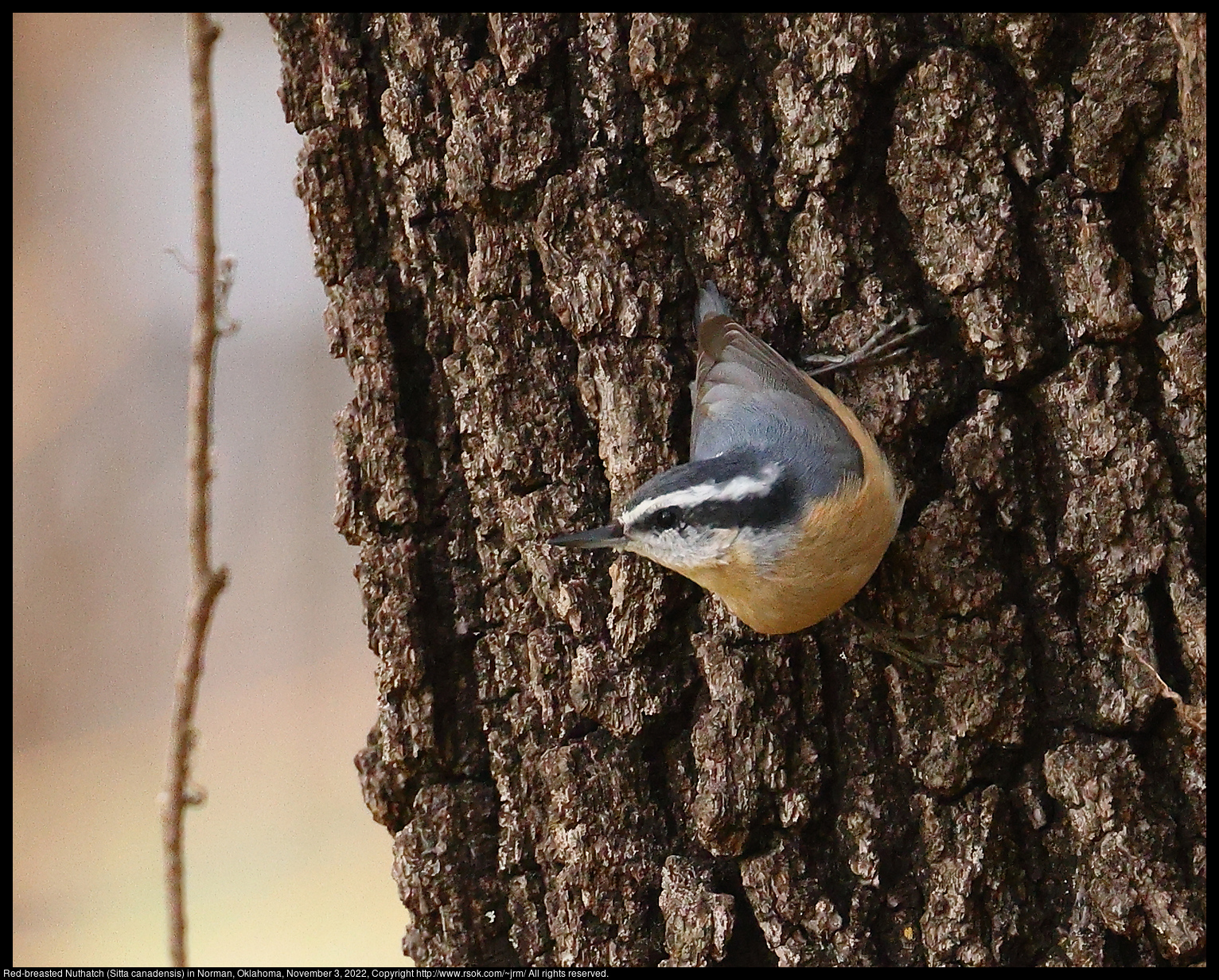 Red-breasted Nuthatch (Sitta canadensis) in Norman, Oklahoma, November 3, 2022