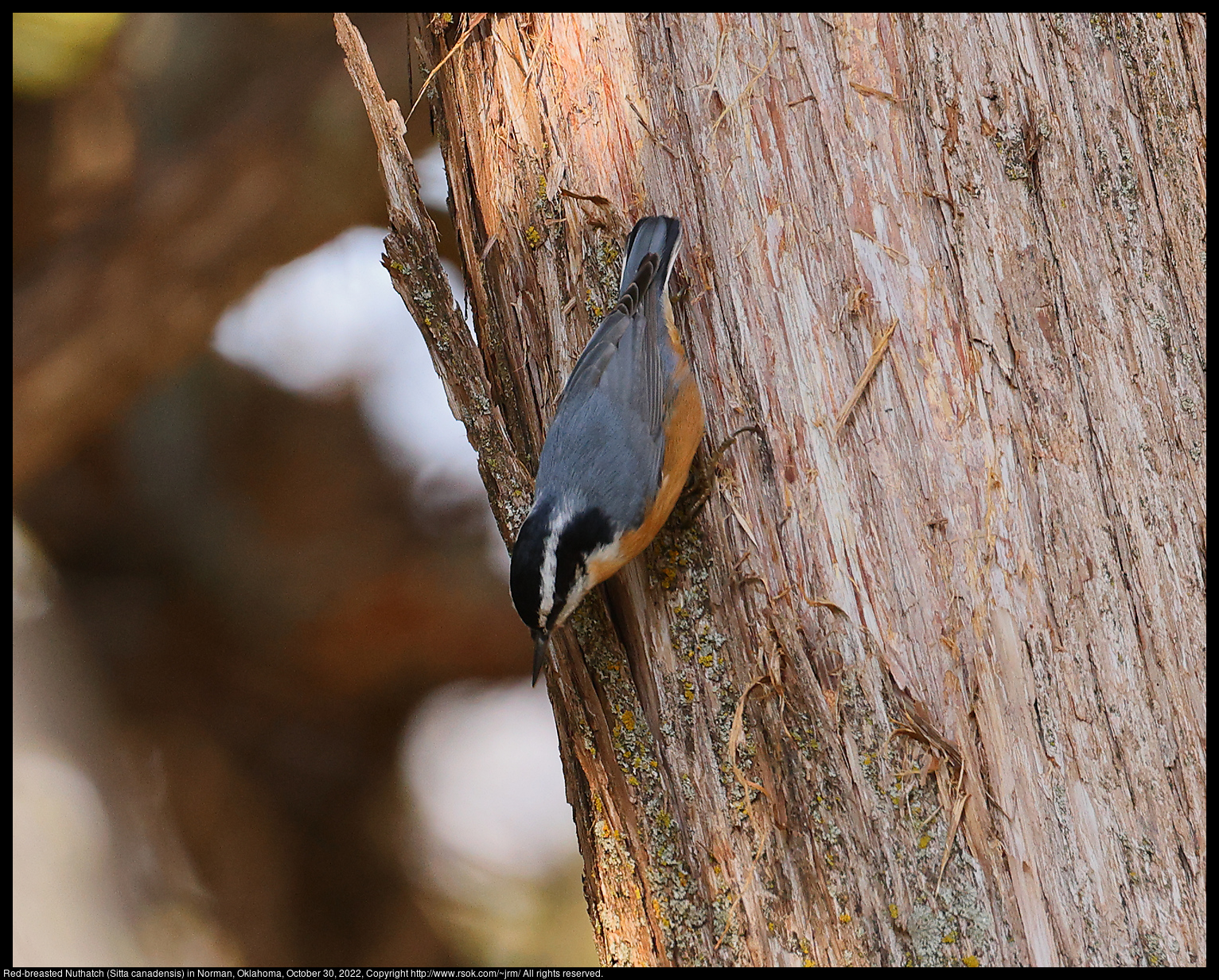 Red-breasted Nuthatch (Sitta canadensis) in Norman, Oklahoma, October 30, 2022