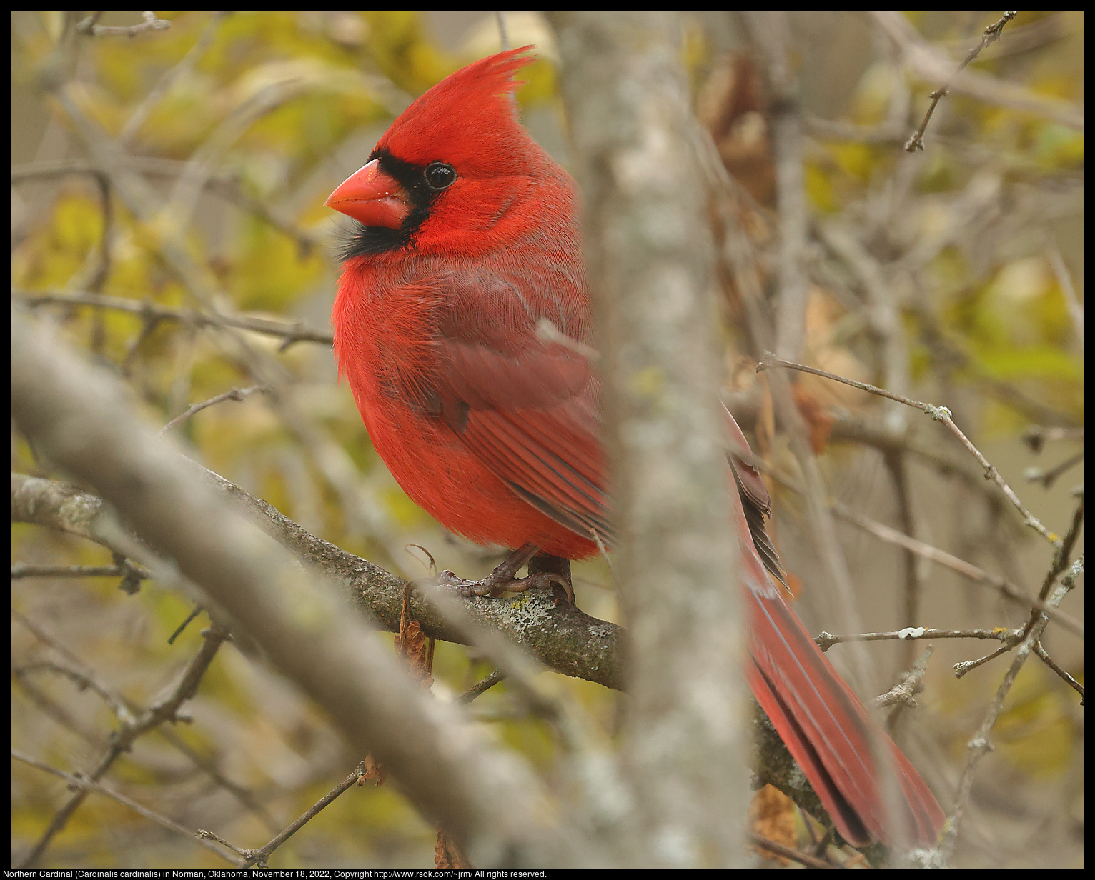 Northern Cardinal (Cardinalis cardinalis) in Norman, Oklahoma, November 18, 2022