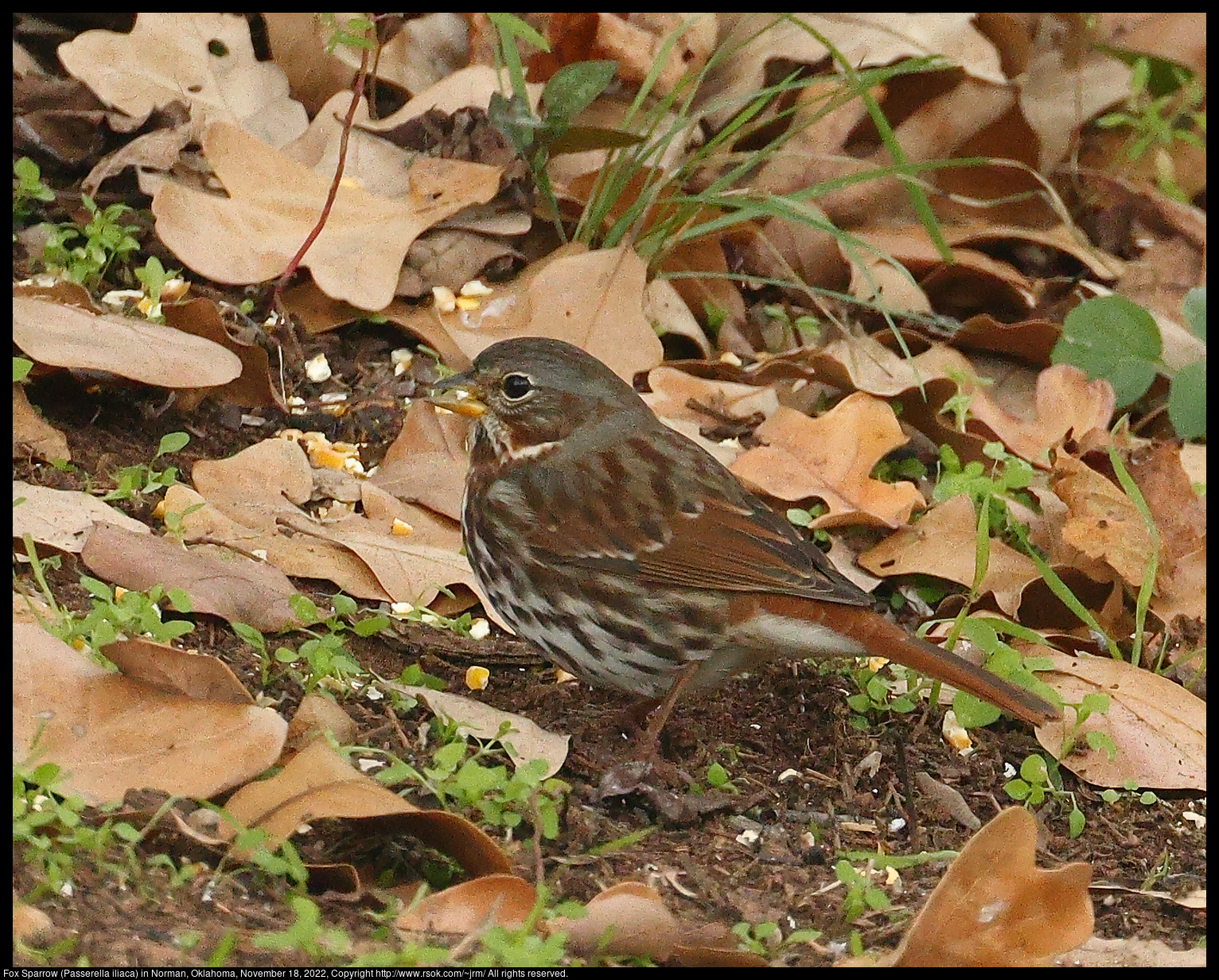 Fox Sparrow (Passerella iliaca) in Norman, Oklahoma, November 18, 2022