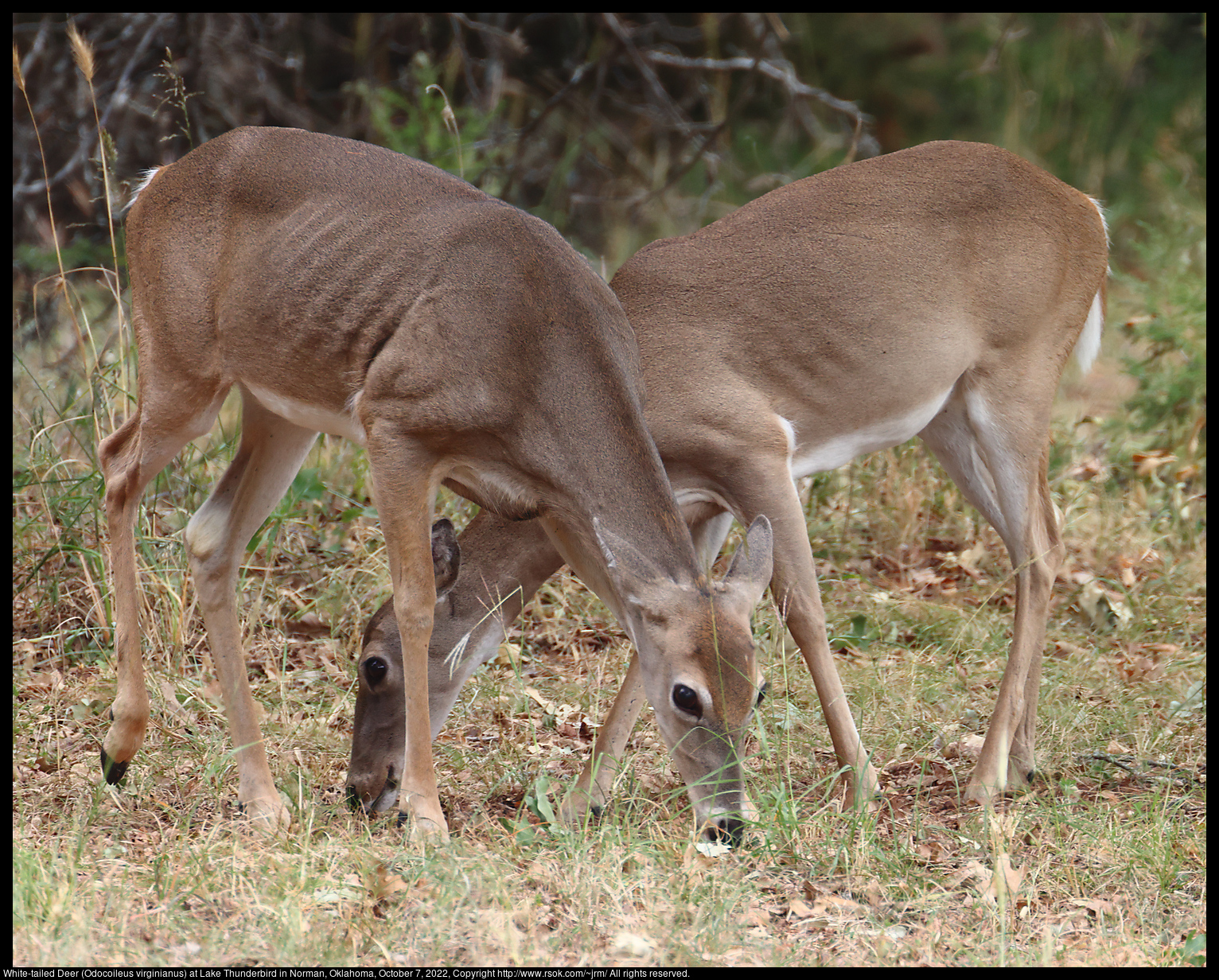White-tailed Deer (Odocoileus virginianus) at Lake Thunderbird in Norman, Oklahoma, October 7, 2022