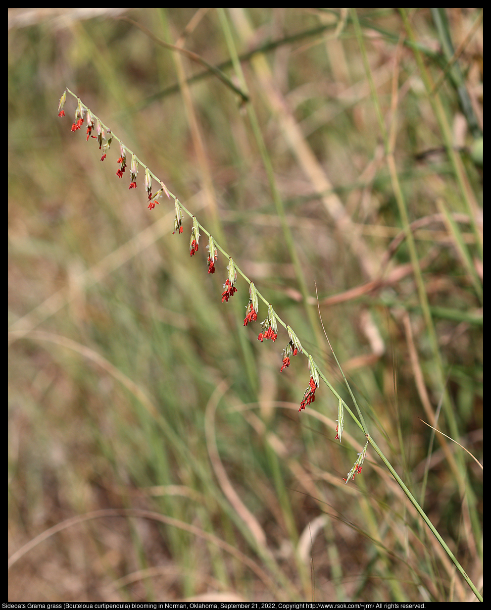 Sideoats Grama grass (Bouteloua curtipendula) blooming in Norman, Oklahoma, September 21, 2022