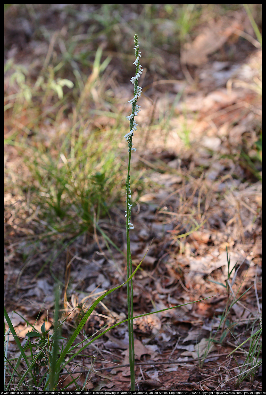 A wild orchid Spiranthes lacera commonly called Slender Ladies' Tresses growing in Norman, Oklahoma, United States, September 21, 2022