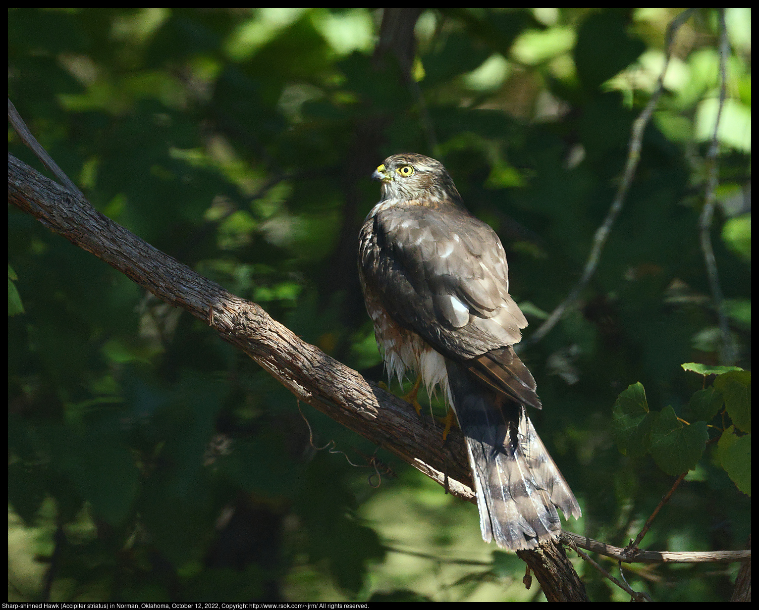 Sharp-shinned Hawk (Accipiter striatus) in Norman, Oklahoma, October 12, 2022