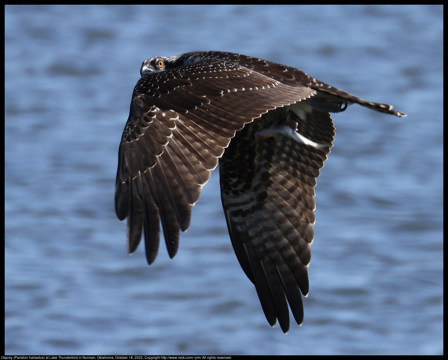 Osprey (Pandion haliaetus) at Lake Thunderbird in Norman, Oklahoma, October 18, 2022