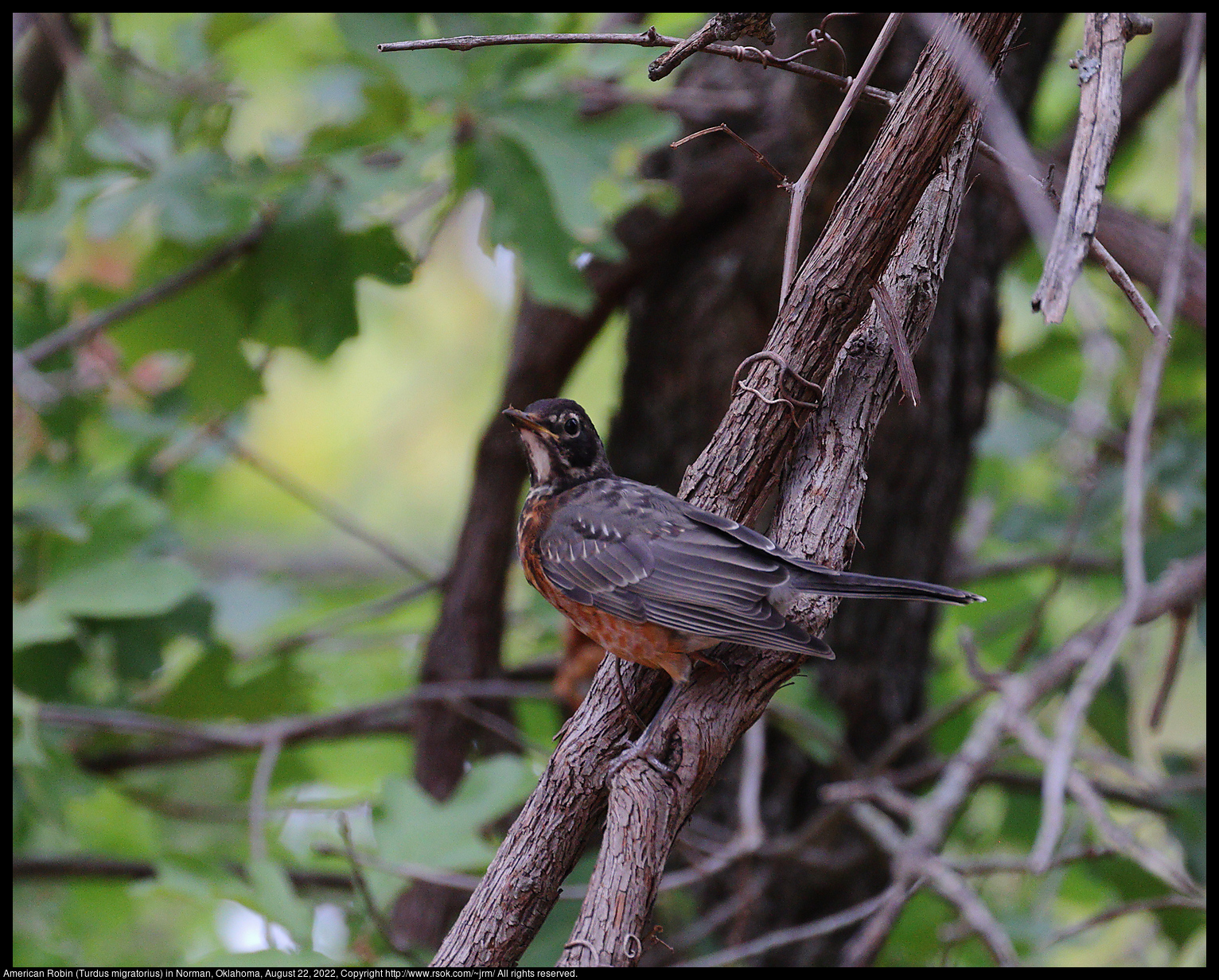 American Robin (Turdus migratorius) in Norman, Oklahoma, August 22, 2022