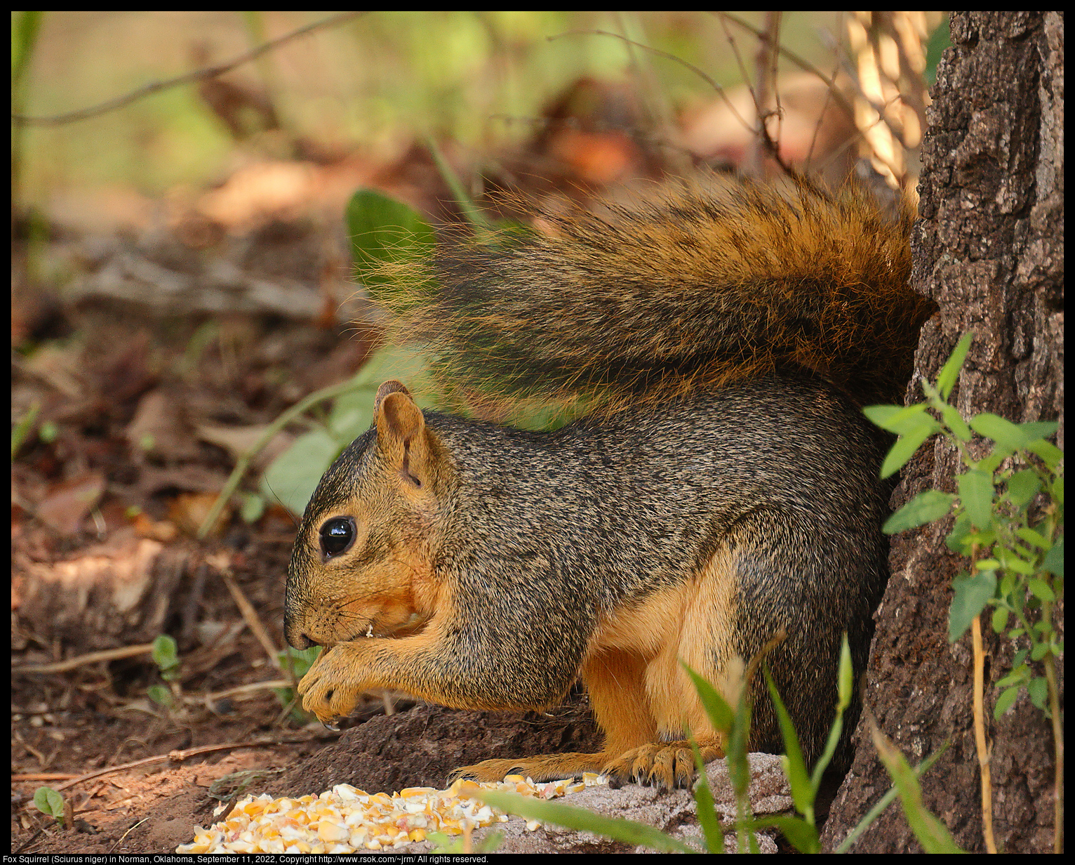 Fox Squirrel (Sciurus niger) in Norman, Oklahoma, September 11, 2022