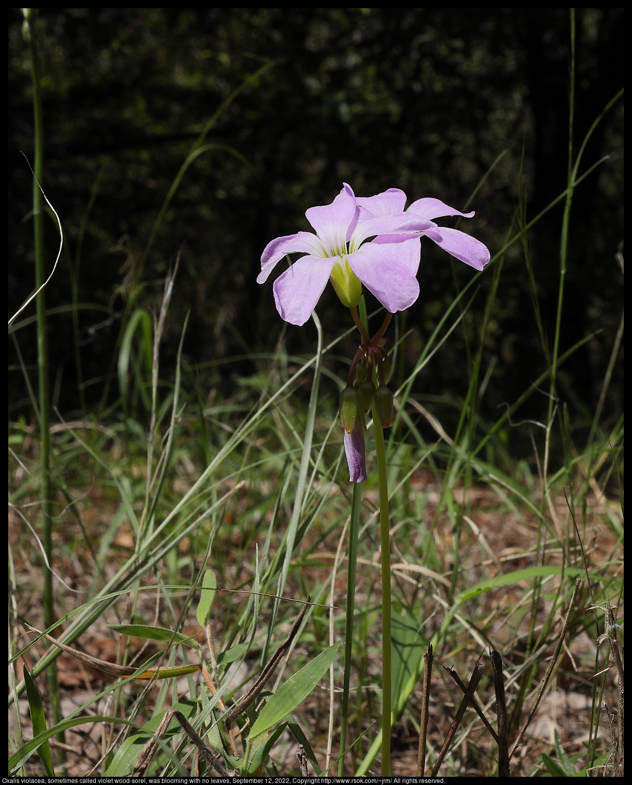 Oxalis violacea, sometimes called violet wood-sorel, was blooming with no leaves, September 12, 2022