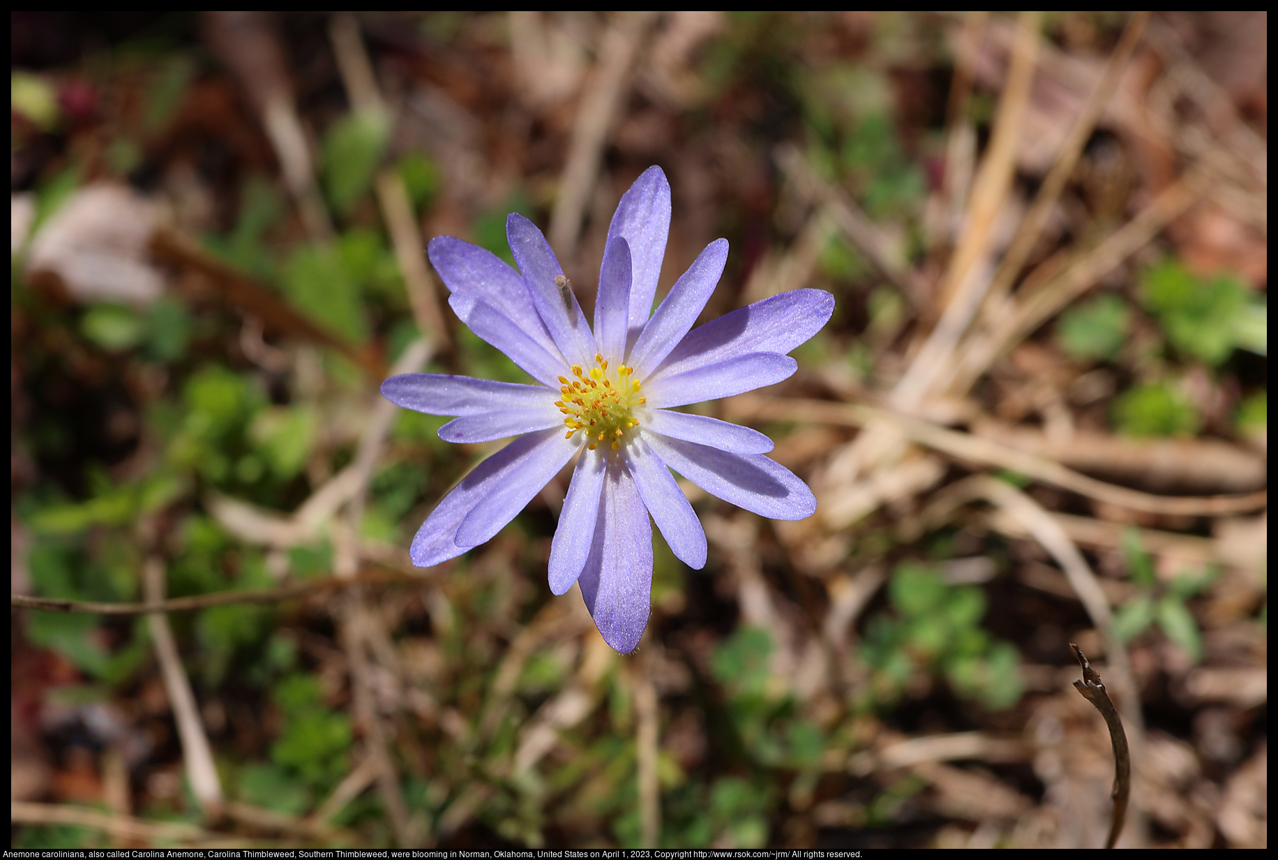 Anemone caroliniana, also called Carolina Anemone, Carolina Thimbleweed, Southern Thimbleweed, were blooming in Norman, Oklahoma, United States on April 1, 2023
