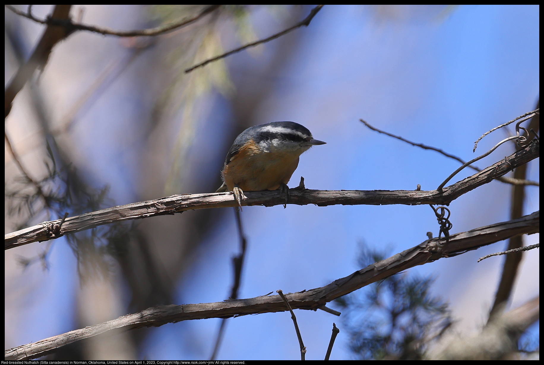 Red-breasted Nuthatch (Sitta canadensis) in Norman, Oklahoma, United States on April 1, 2023