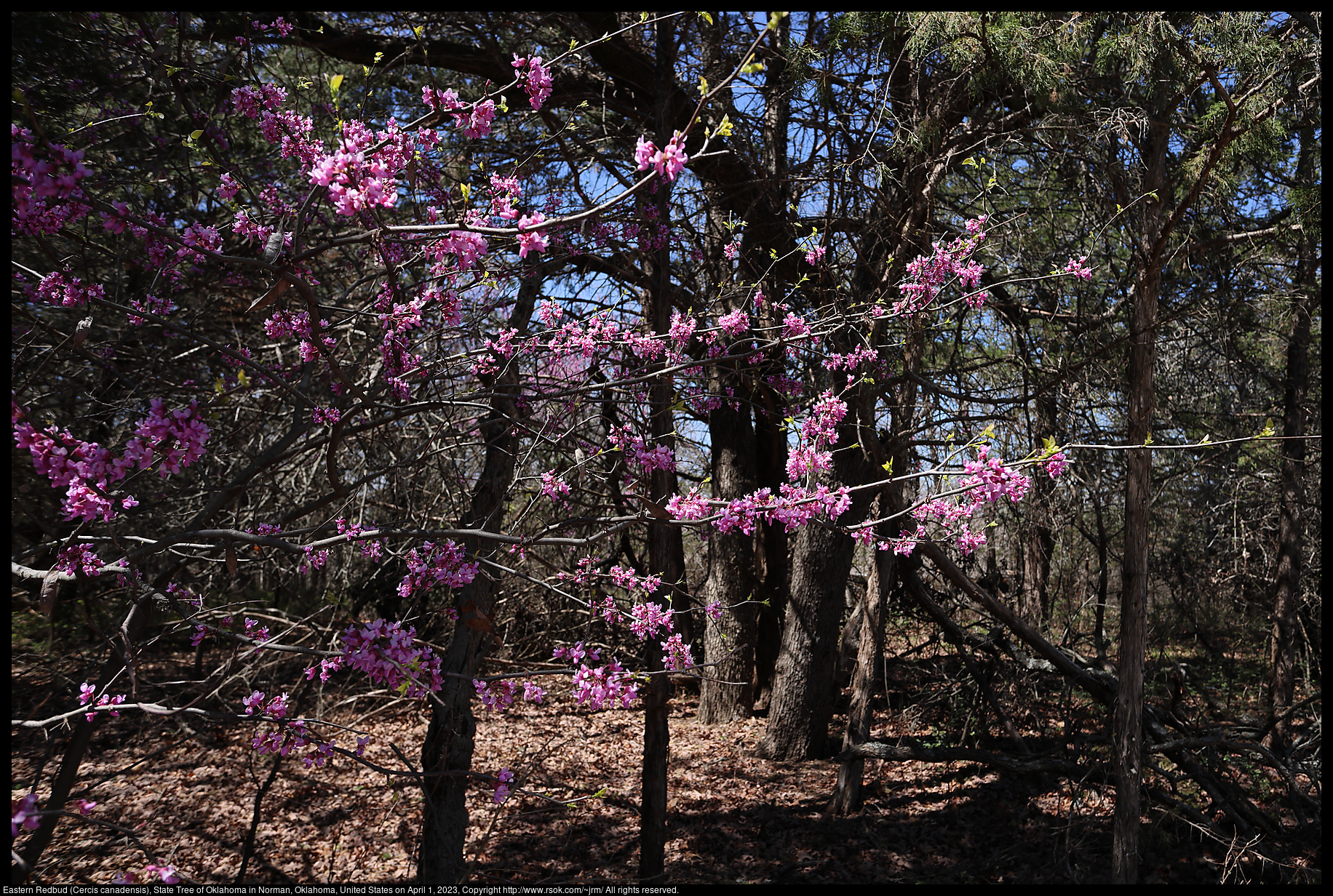 Eastern Redbud (Cercis canadensis), State Tree of Oklahoma in Norman, Oklahoma, United States on April 1, 2023