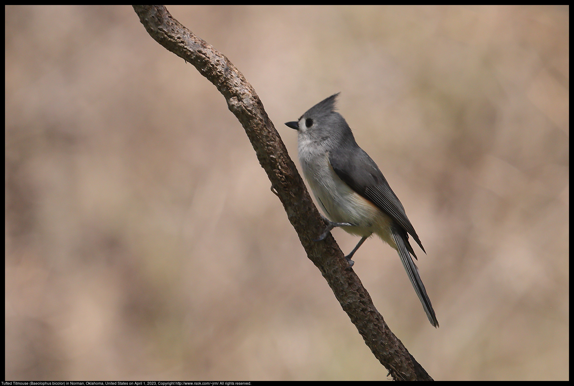 Tufted Titmouse (Baeolophus bicolor) in Norman, Oklahoma, United States on April 1, 2023