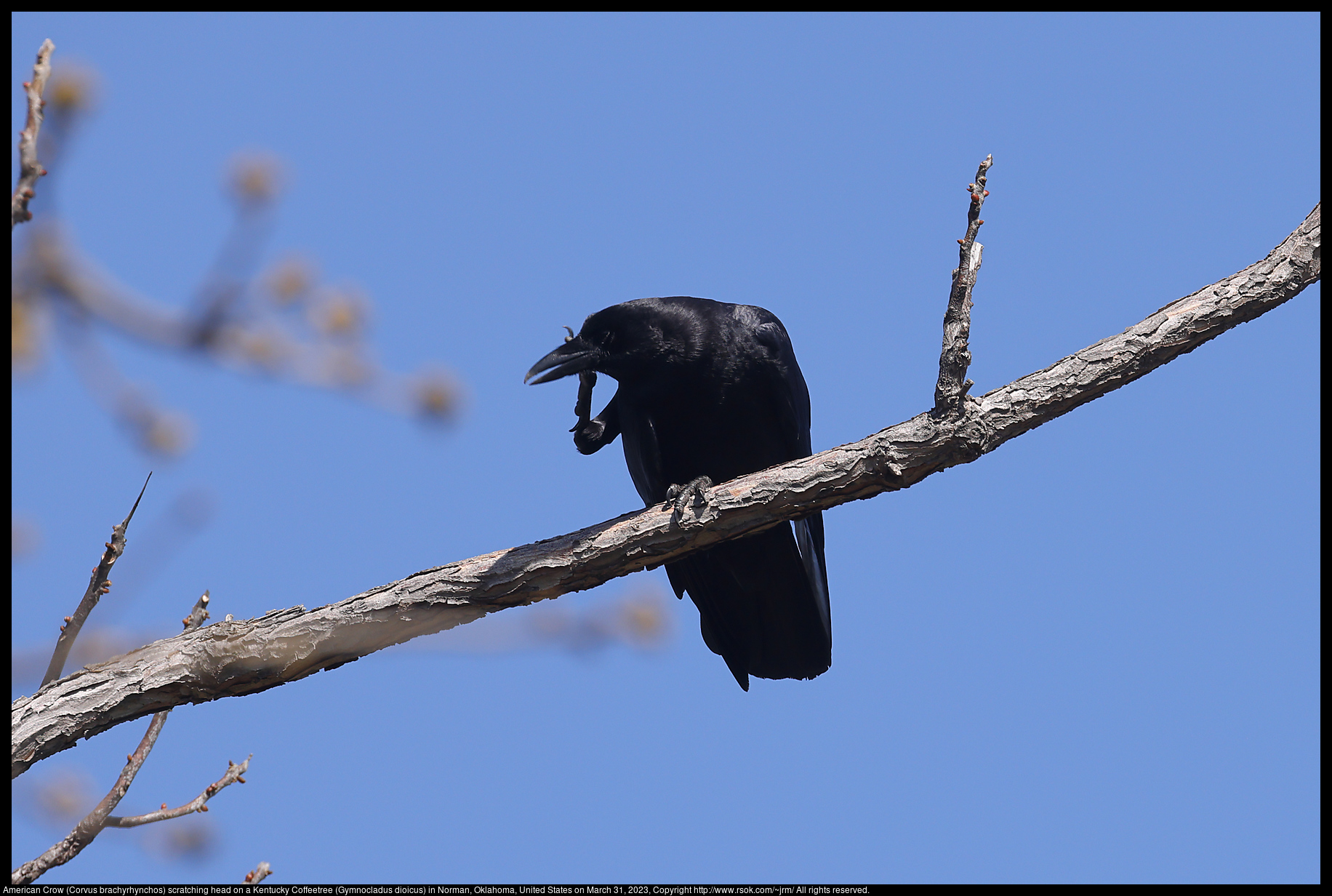 American Crow (Corvus brachyrhynchos) scratching head on a Kentucky Coffeetree (Gymnocladus dioicus) in Norman, Oklahoma, United States on March 31, 2023