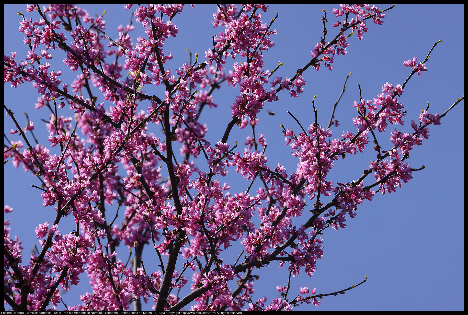 Eastern Redbud (Cercis canadensis), State Tree of Oklahoma in Norman, Oklahoma, United States on March 31, 2023
