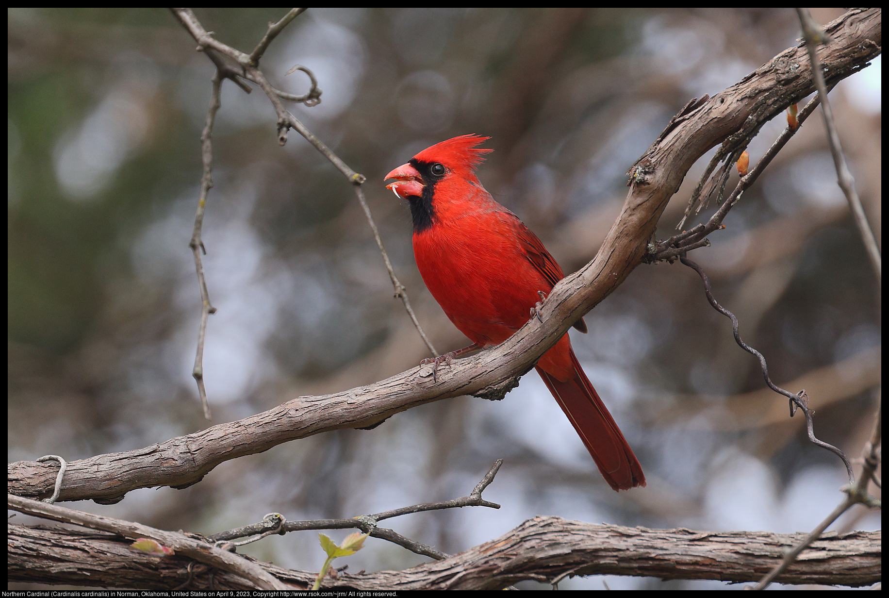 Northern Cardinal (Cardinalis cardinalis) in Norman, Oklahoma, United States on April 9, 2023
